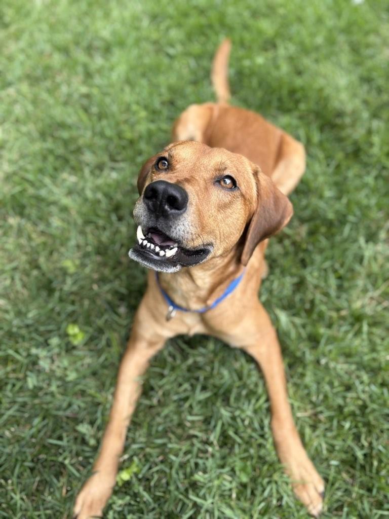 Red, adoptable, Adult Male Labrador Retriever.