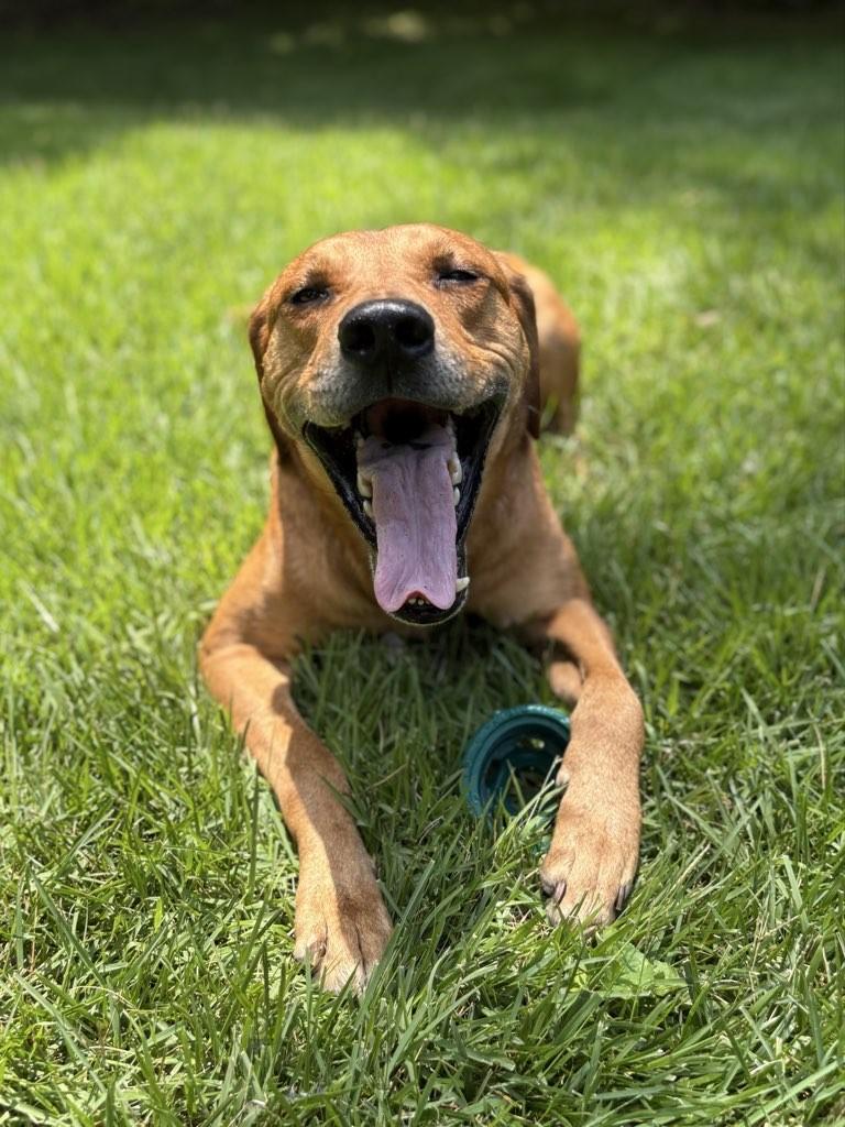 Enlarge Red, an adoptable mixed breed in Saint Charles, MO image 2/5