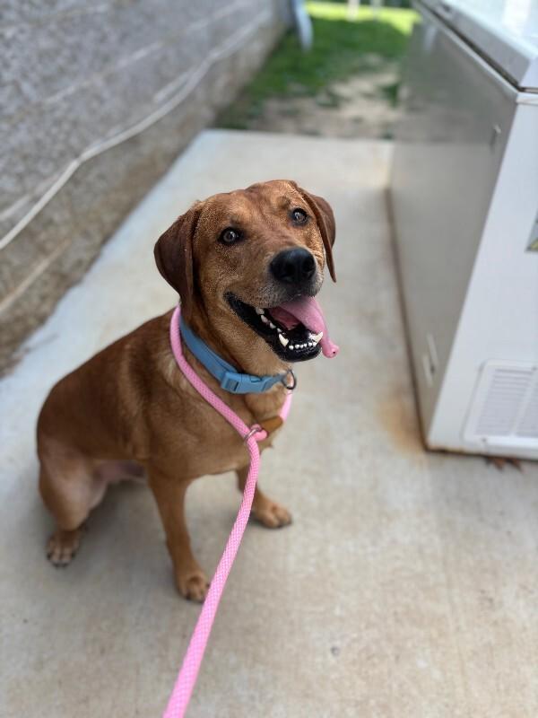 Red, ADOPTABLE, Adult Male Labrador Retriever.