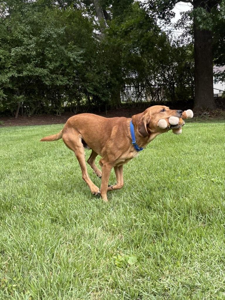 Enlarge Red, an adoptable mixed breed in Saint Charles, MO image 5/5