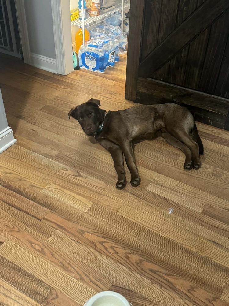 Bear — thumbnail 2