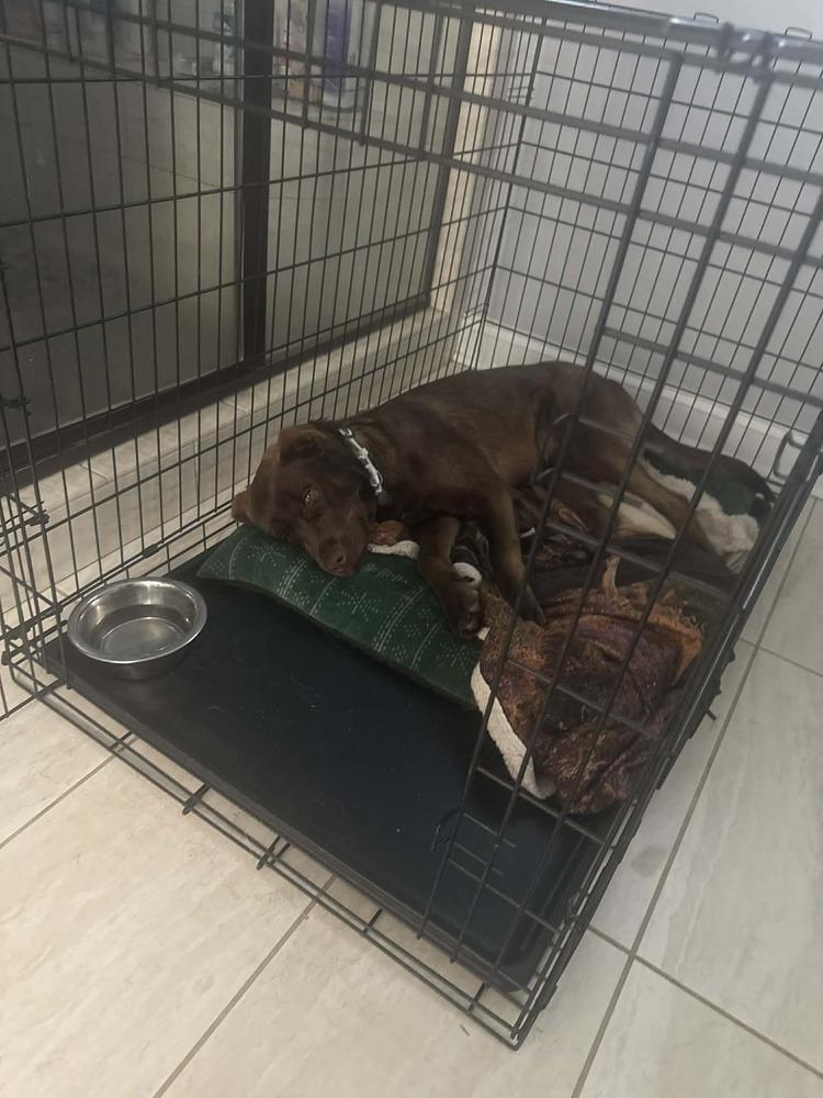 Bear — thumbnail 5