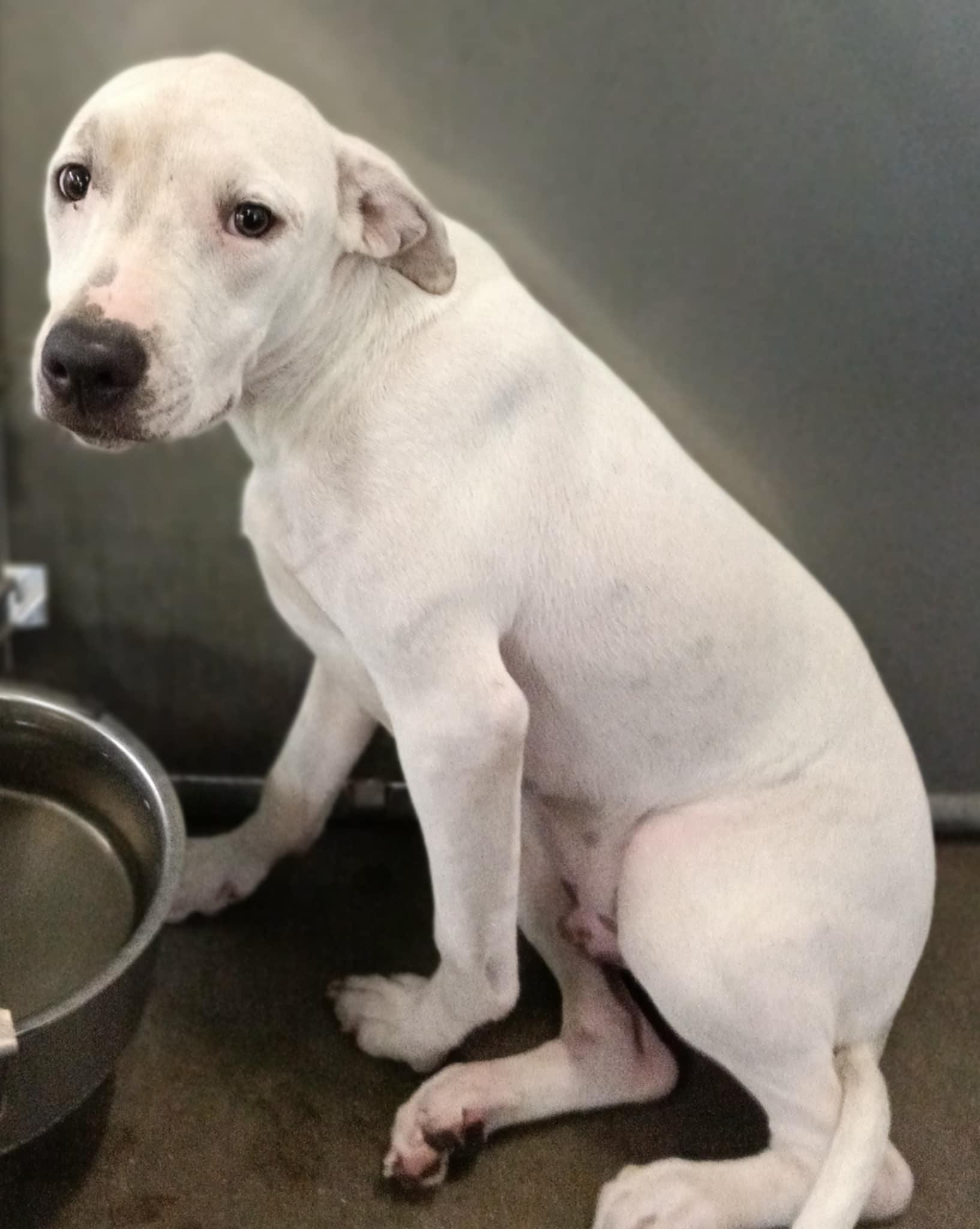 Toby - In Foster