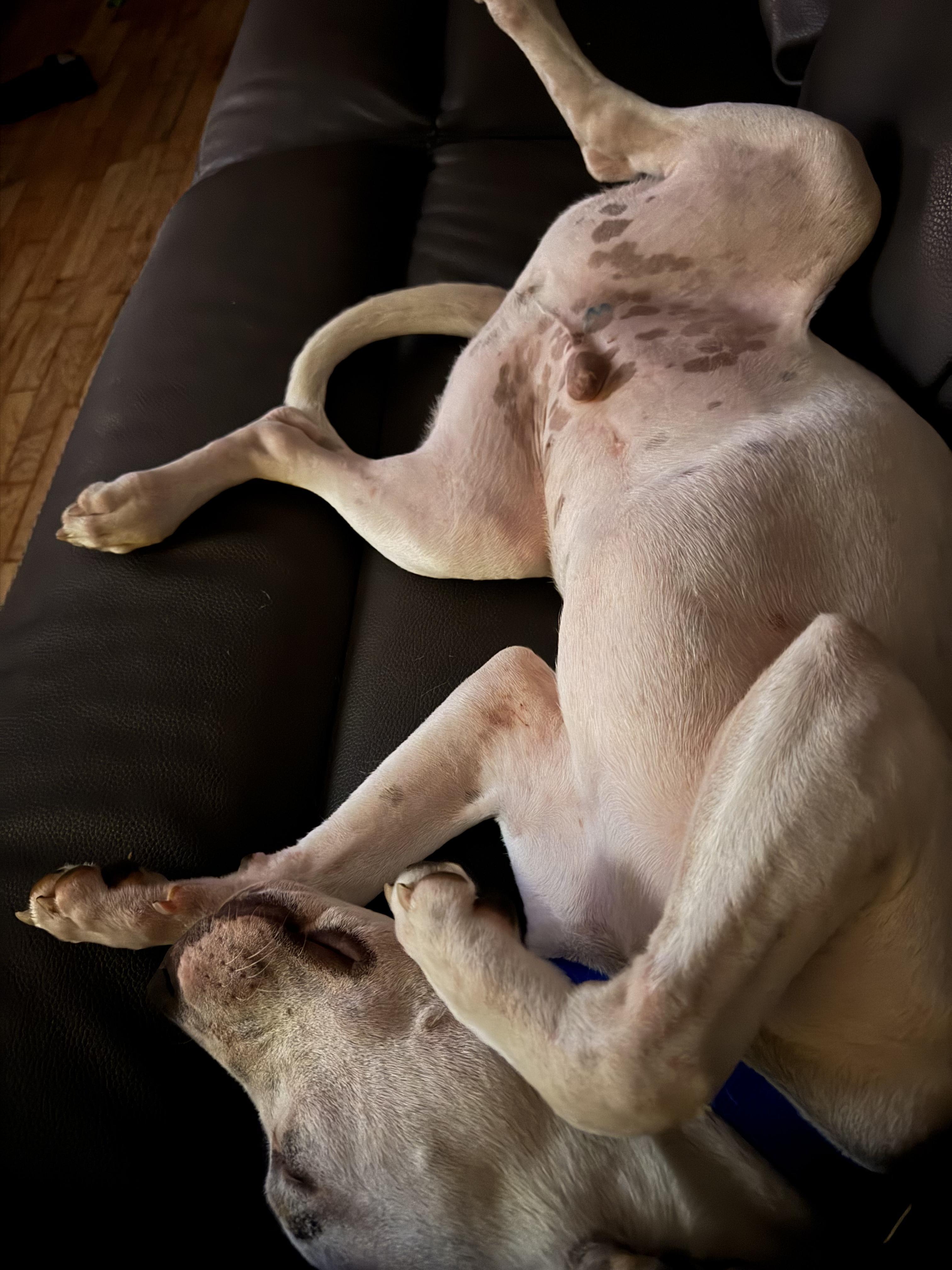 Pet Image