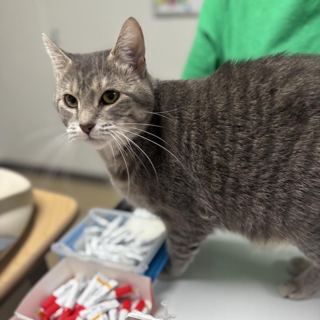 Enlarge Luna, a Adoptable Domestic Short Hair in Peoria, IL image 1/4