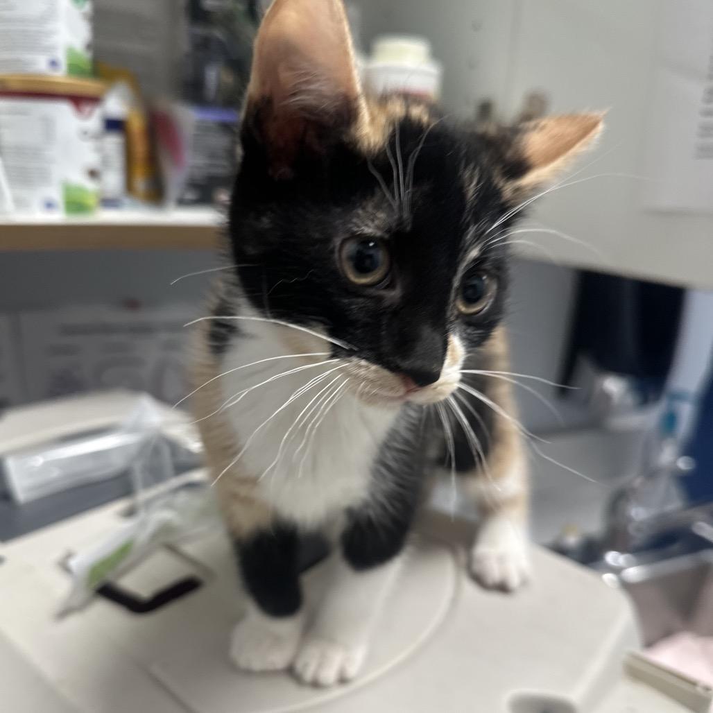 Muffin, ADOPTABLE, Young Female Domestic Short Hair.