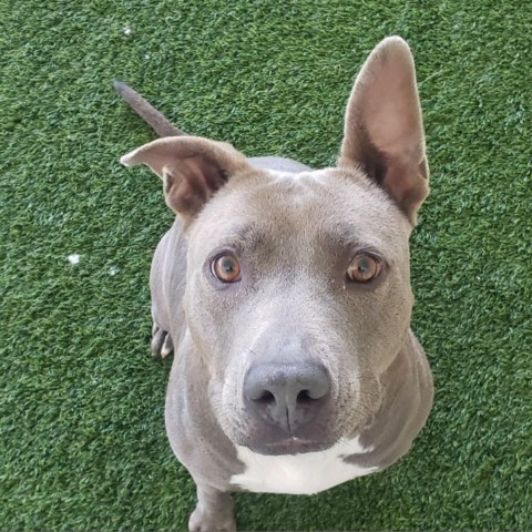 Becca, an adoptable Terrier in Shorter, AL, 36075 | Photo Image 3