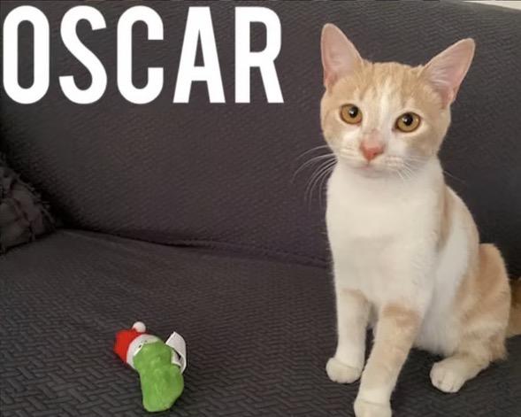 Enlarge Oscar, a ADOPTABLE Domestic Short Hair in Harrington, DE image 3/4