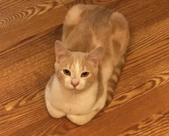 Enlarge Oscar, a ADOPTABLE Domestic Short Hair in Harrington, DE image 2/4