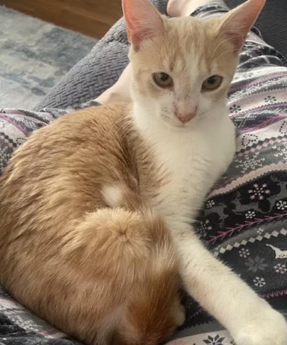 Enlarge Oscar, a ADOPTABLE Domestic Short Hair in Harrington, DE image 4/4