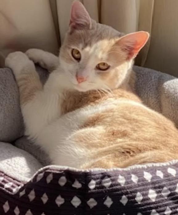 Oscar, ADOPTABLE, Kitten Male Domestic Short Hair.