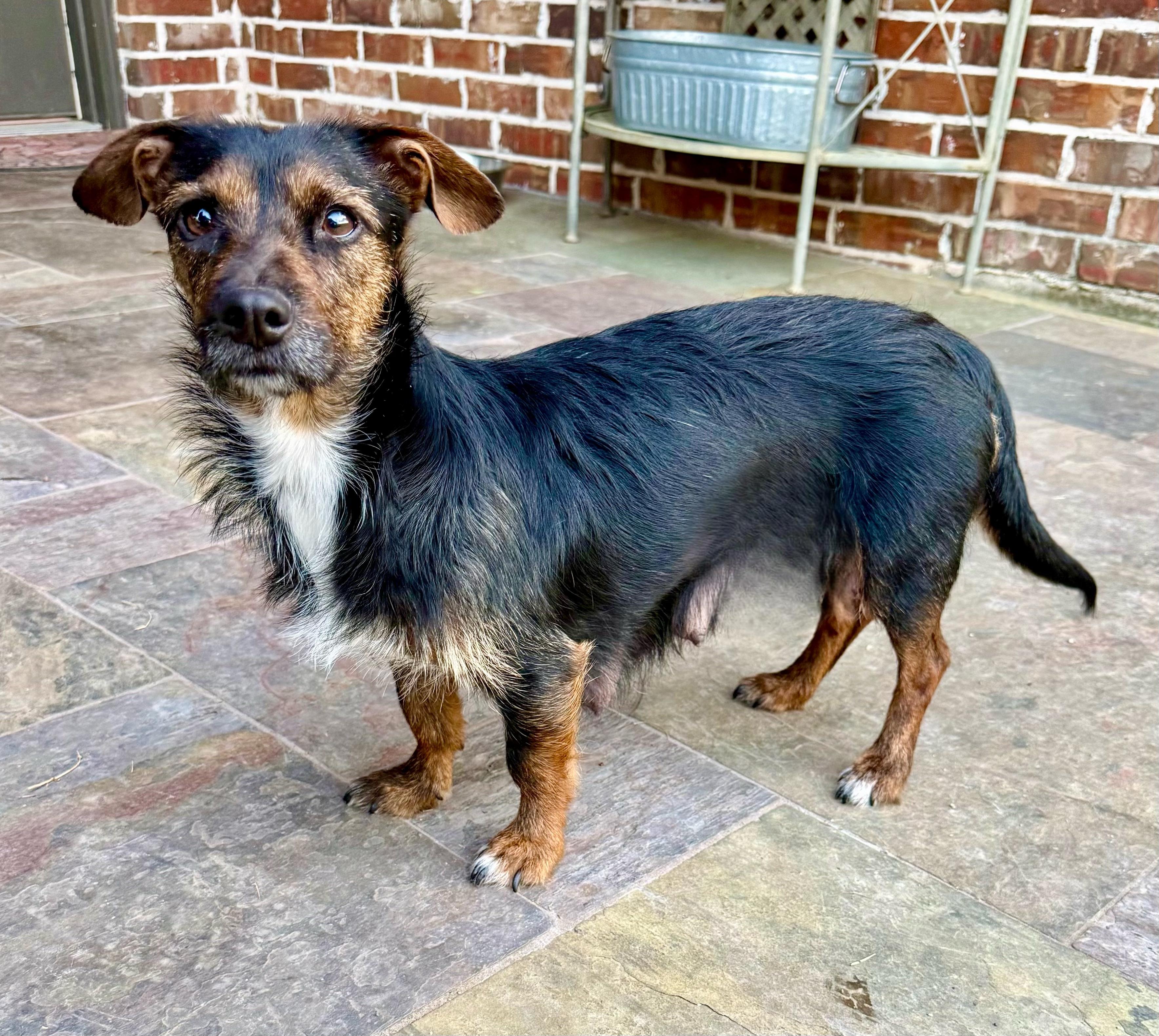 Enlarge Amelia , an adopted mixed breed in Rockwall, TX image 2/3