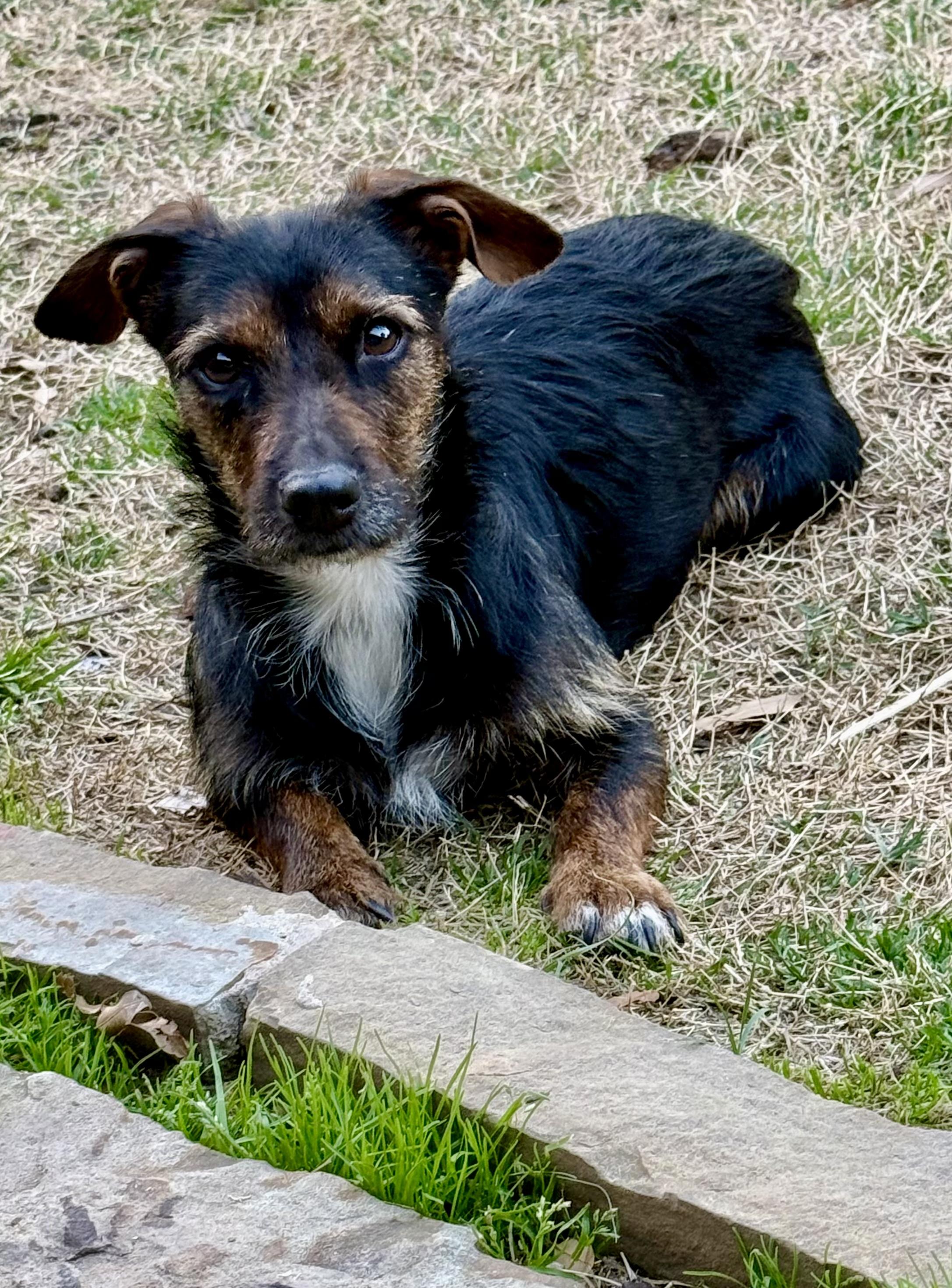 Enlarge Amelia , an adopted mixed breed in Rockwall, TX image 3/3