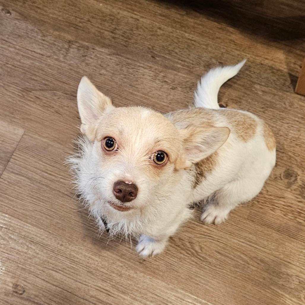 Kris, Adoptable, Young Female Chihuahua & Yorkshire Terrier.