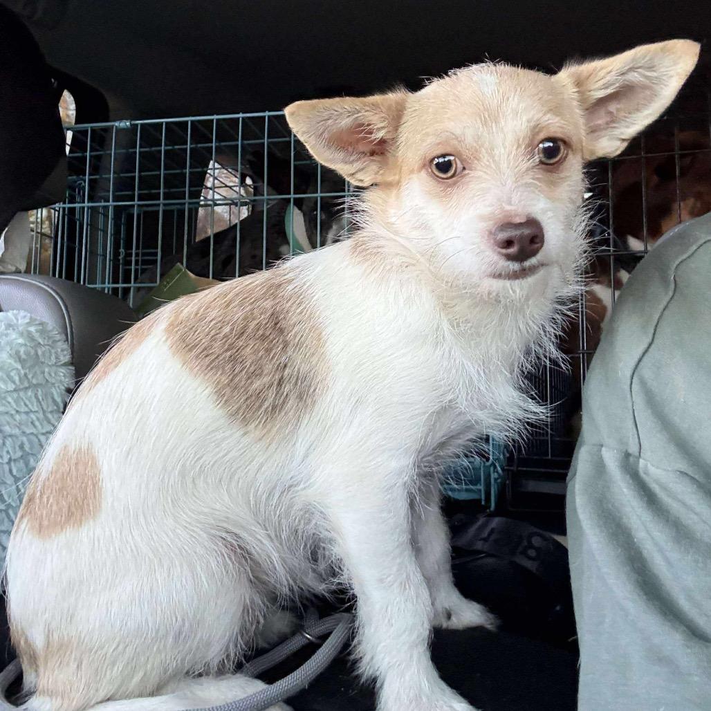 Enlarge Kris, a Adoptable mixed breed in Rockville, MD image 2/4