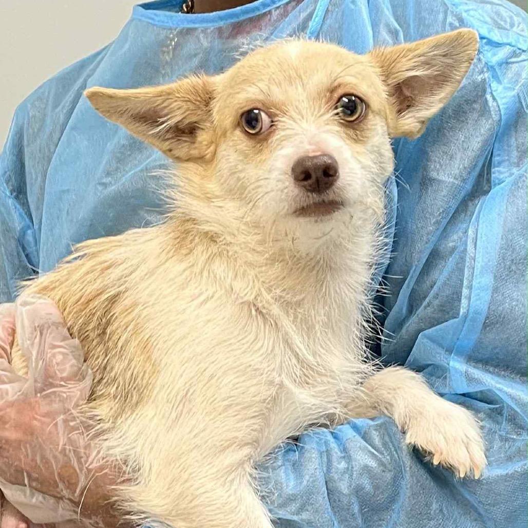 Enlarge Kris, a Adoptable mixed breed in Rockville, MD image 3/4