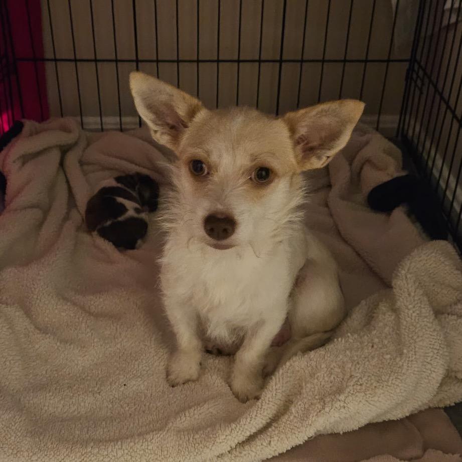 Enlarge Kris, a Adoptable mixed breed in Rockville, MD image 4/4