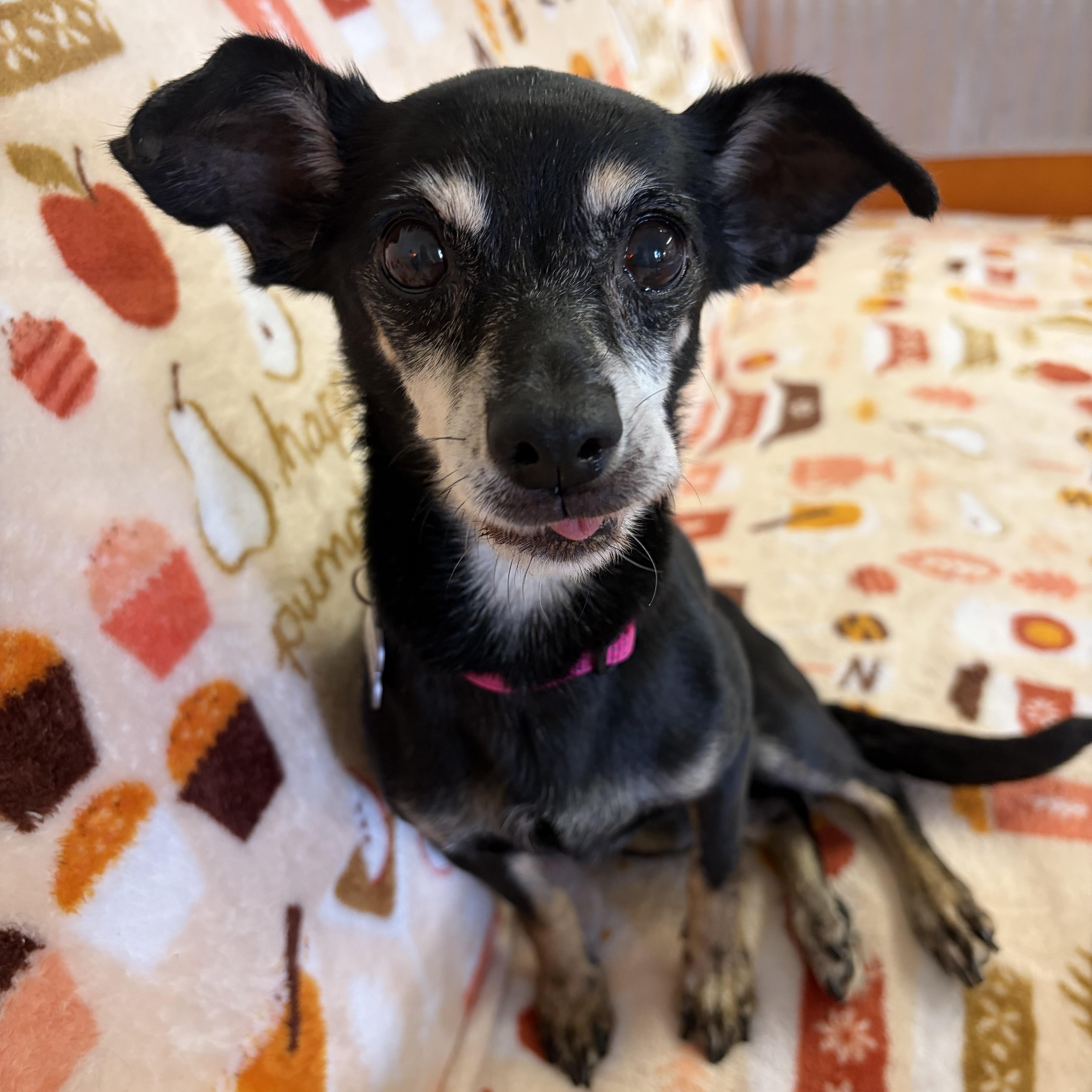 Lacey, ADOPTABLE, Senior Female Miniature Pinscher.