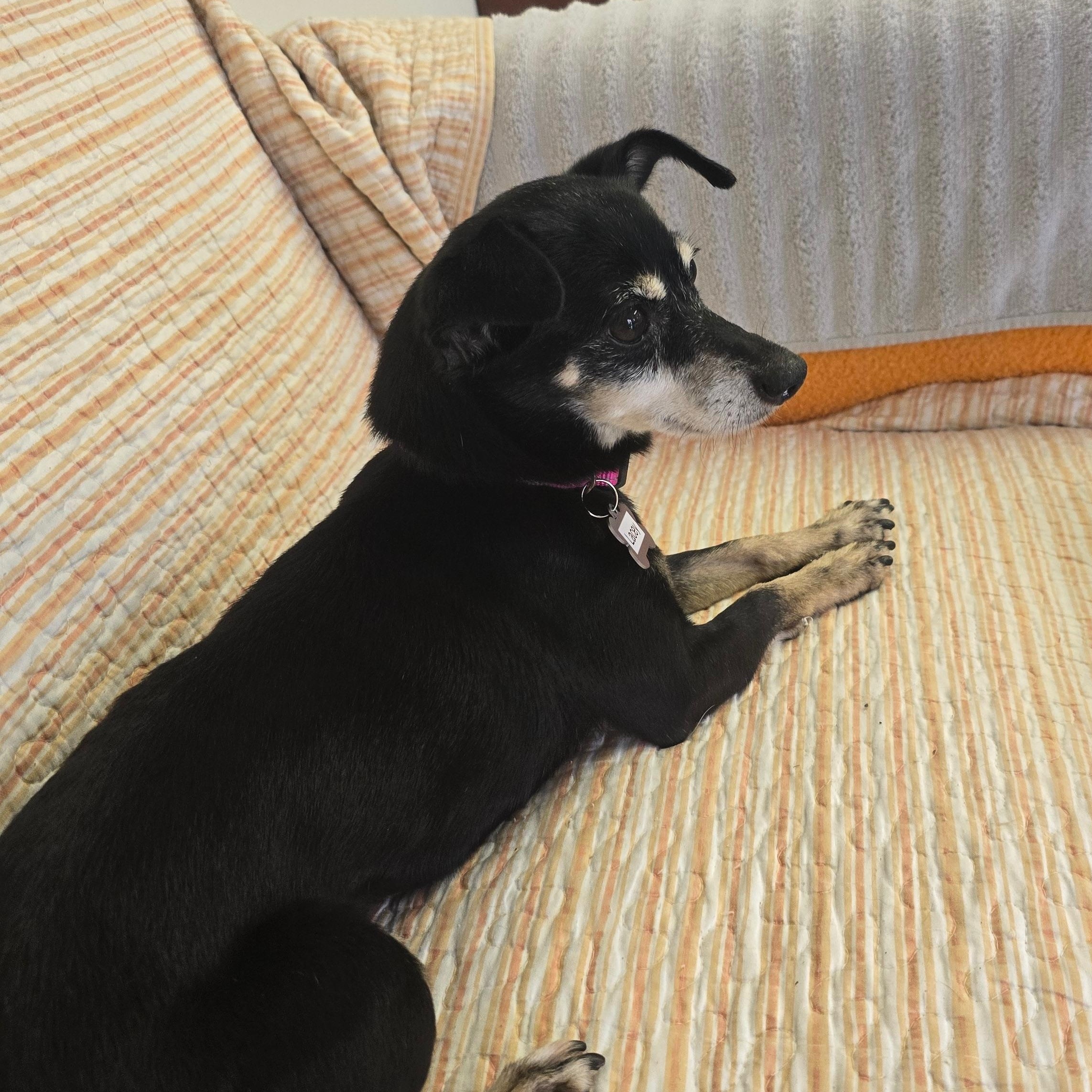 Enlarge Lacey, a ADOPTABLE Miniature Pinscher in Venice, FL image 3/4