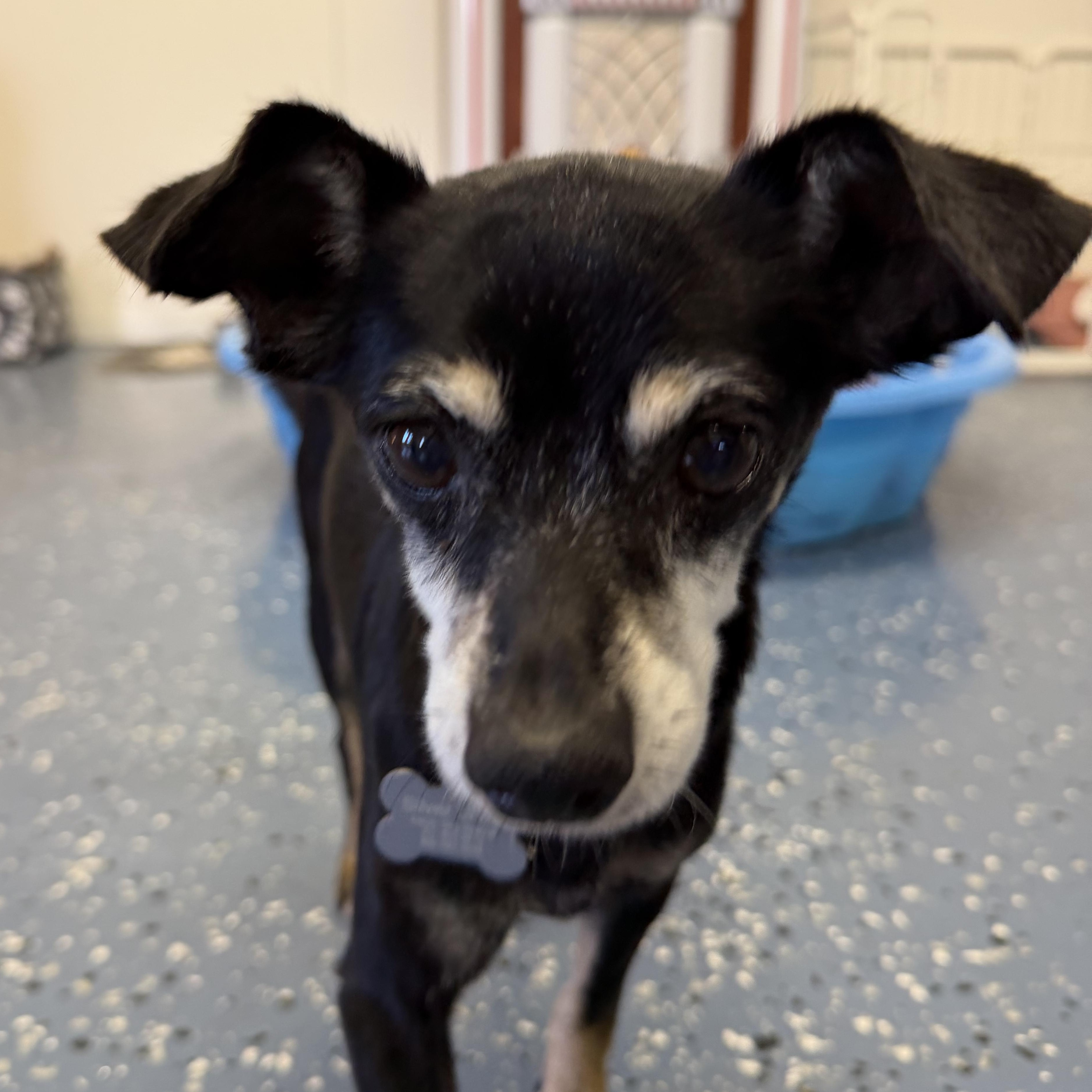 Enlarge Lacey, a ADOPTABLE Miniature Pinscher in Venice, FL image 2/4
