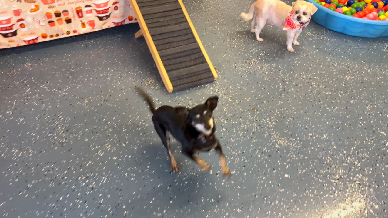 Enlarge Lacey, a ADOPTABLE Miniature Pinscher in Venice, FL video 4/4