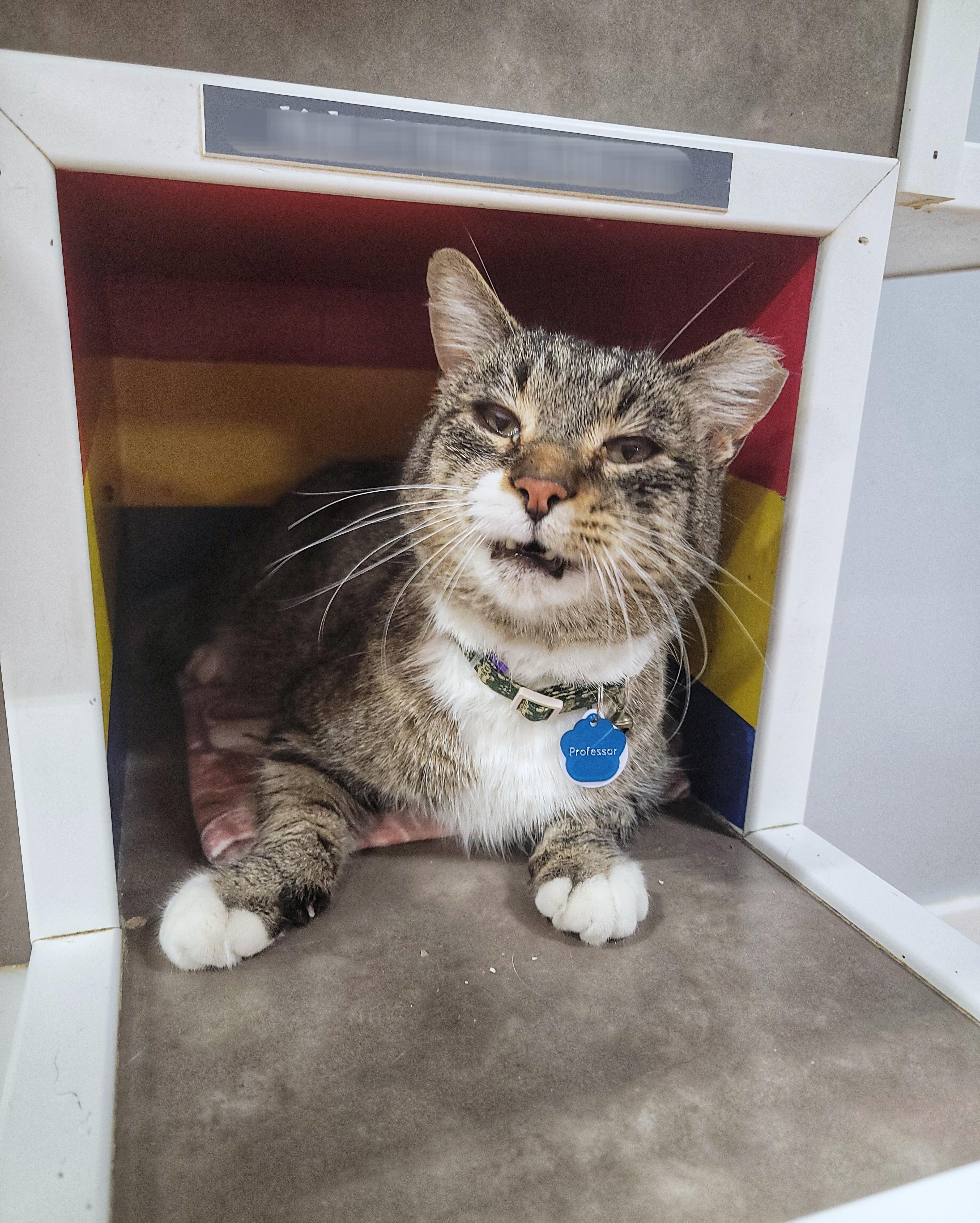 Enlarge PROFESSOR, an adopted Domestic Short Hair in Grand Rapids, MI image 1/6