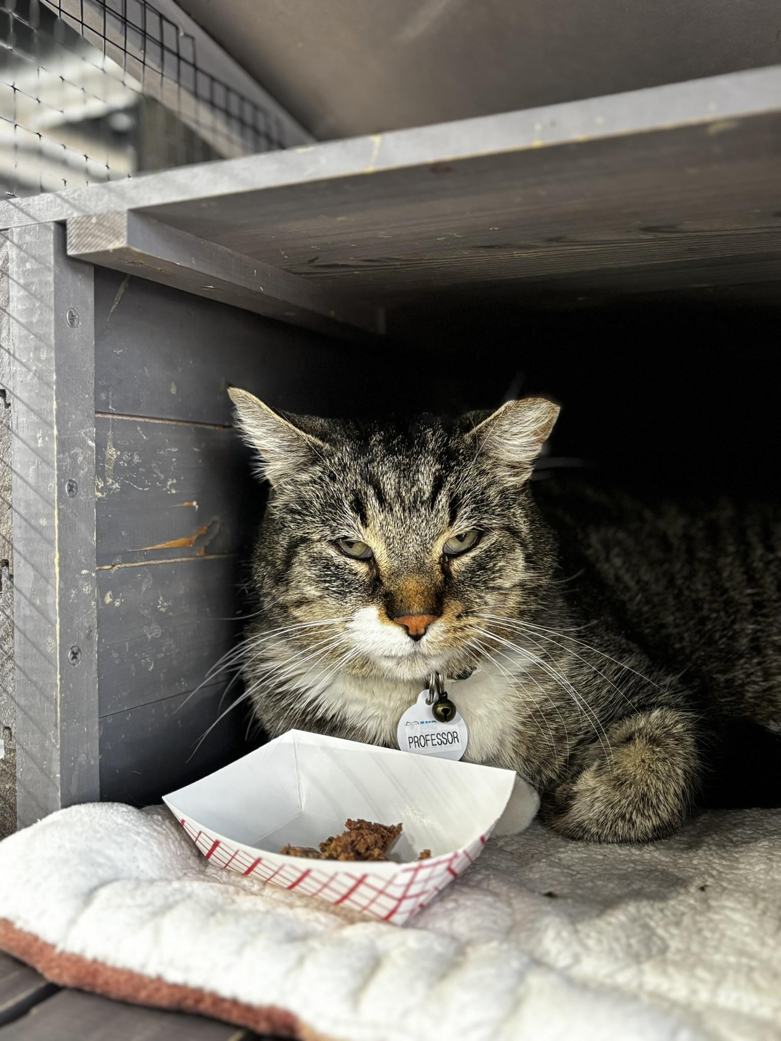 Enlarge PROFESSOR, an adopted Domestic Short Hair in Grand Rapids, MI image 4/6