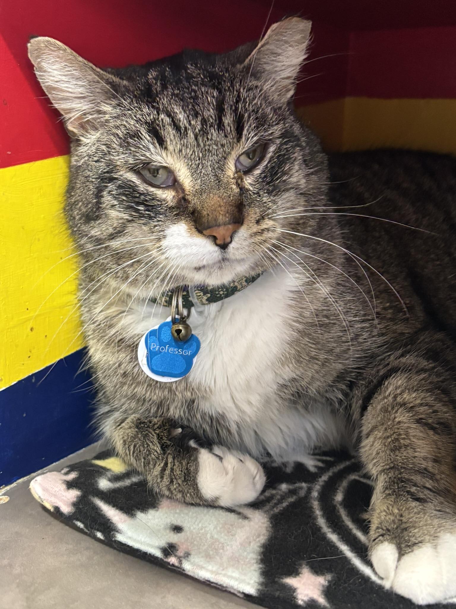 Enlarge PROFESSOR, an adopted Domestic Short Hair in Grand Rapids, MI image 6/6