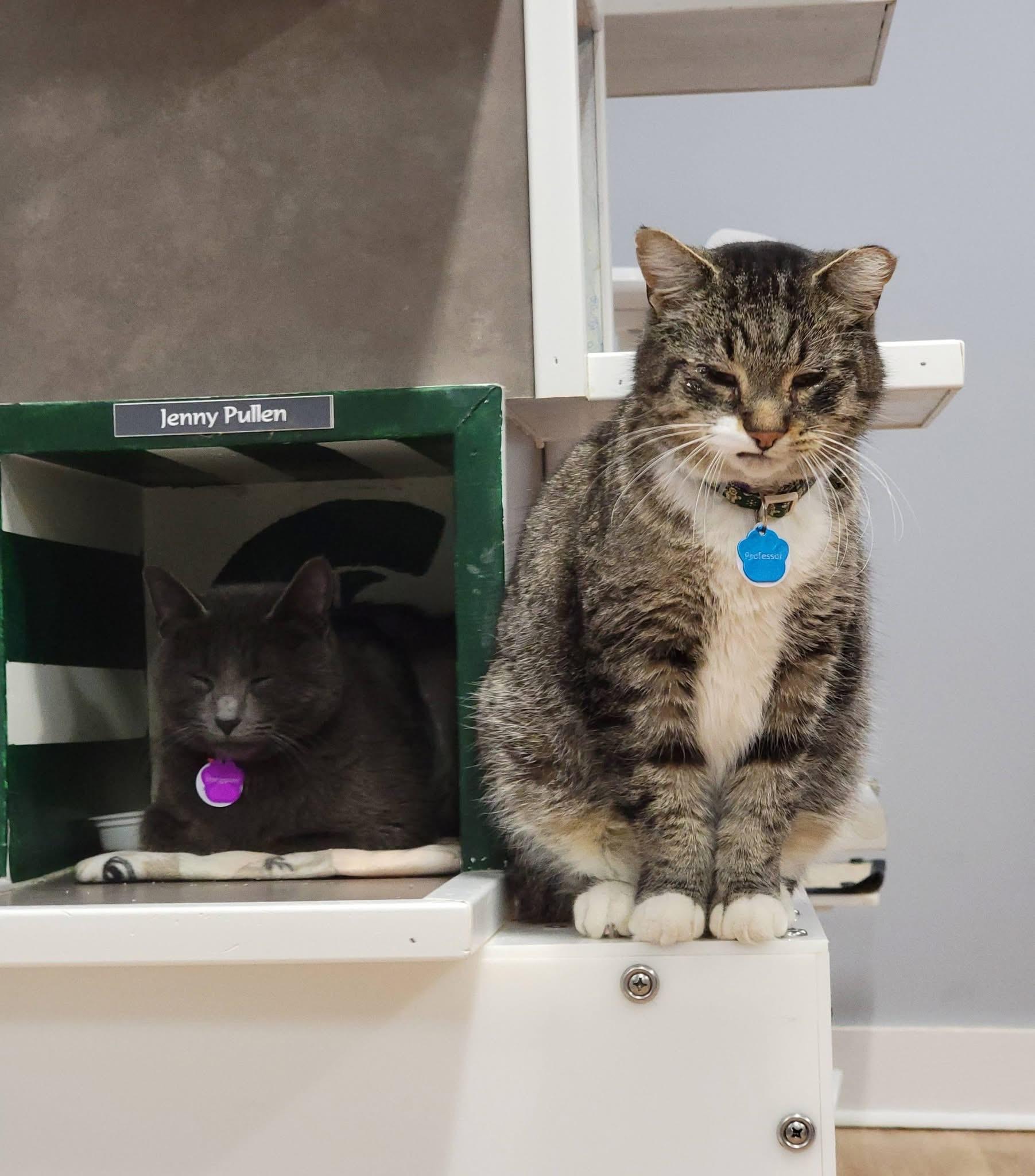 Enlarge PROFESSOR, an adopted Domestic Short Hair in Grand Rapids, MI image 2/6