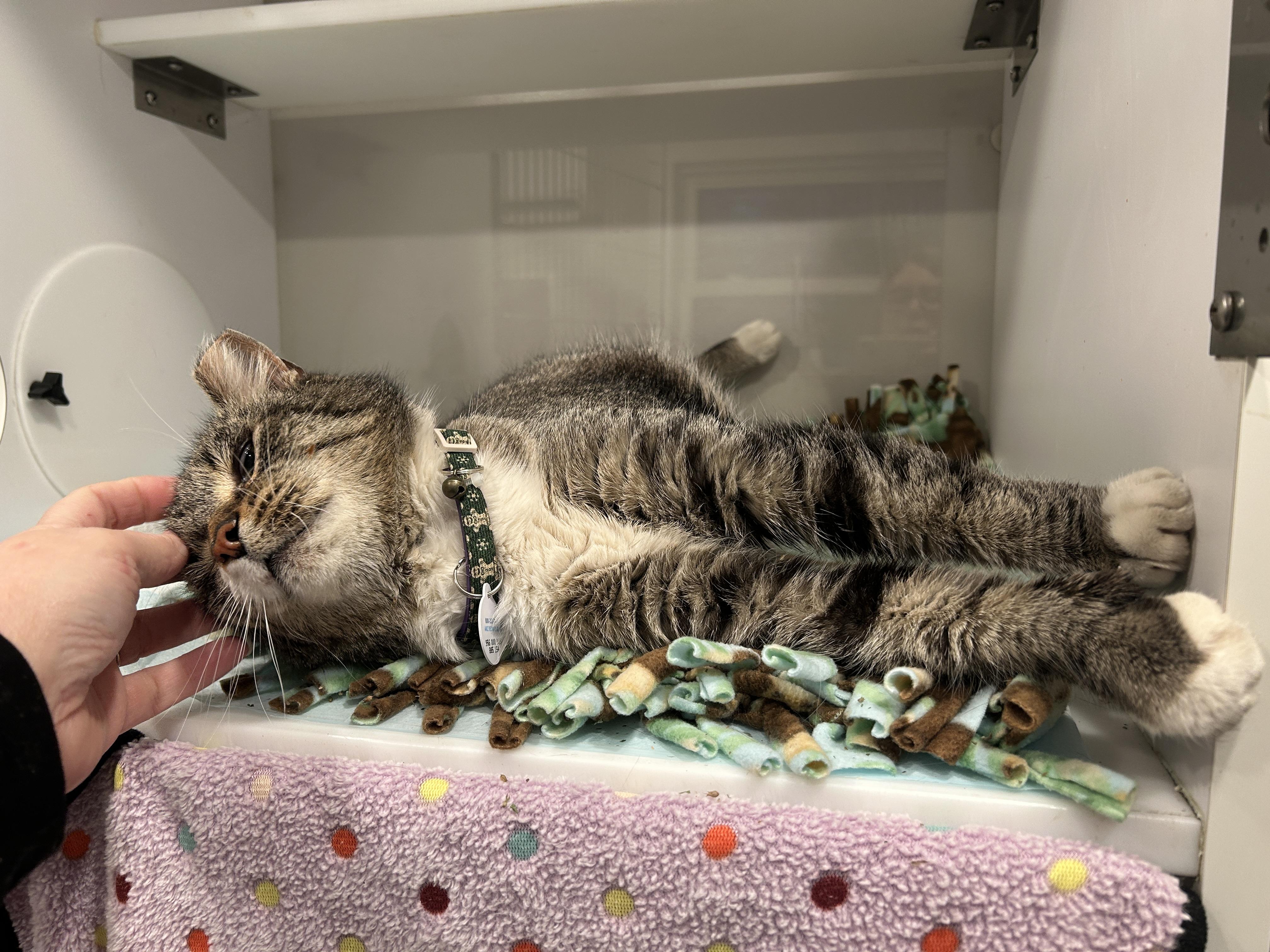 Enlarge PROFESSOR, an adopted Domestic Short Hair in Grand Rapids, MI image 5/6