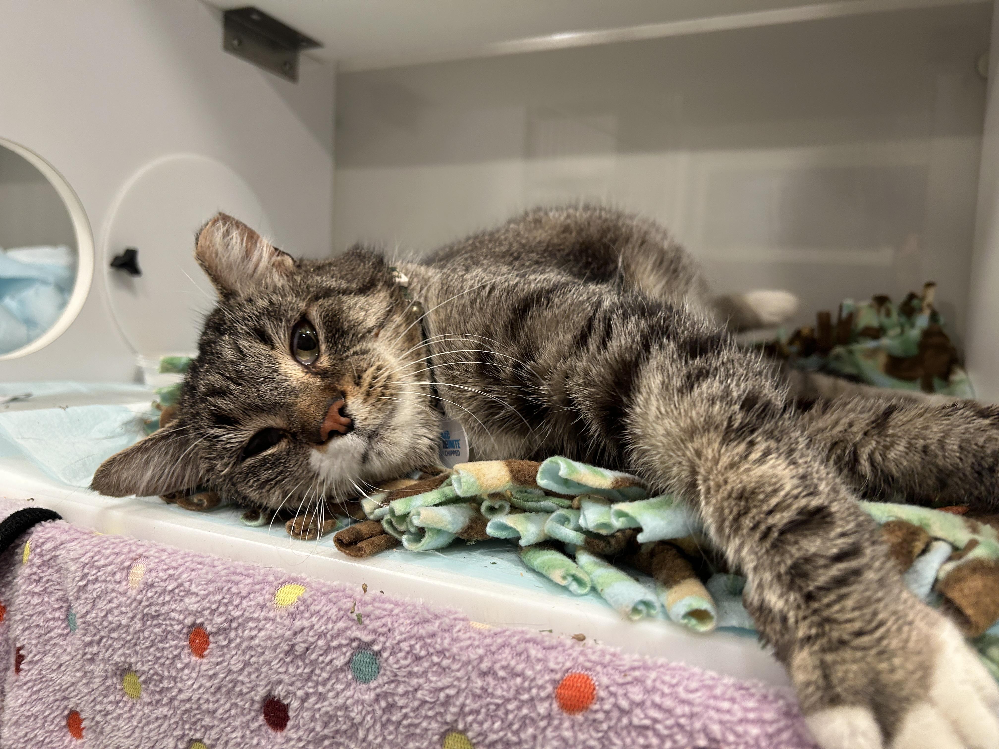Enlarge PROFESSOR, an adopted Domestic Short Hair in Grand Rapids, MI image 3/6