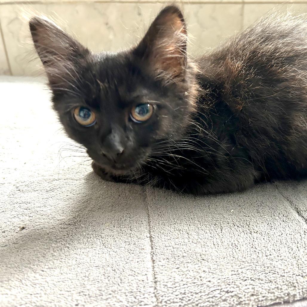 Spock, Adoptable, Kitten Female Domestic Long Hair & Domestic Short Hair.