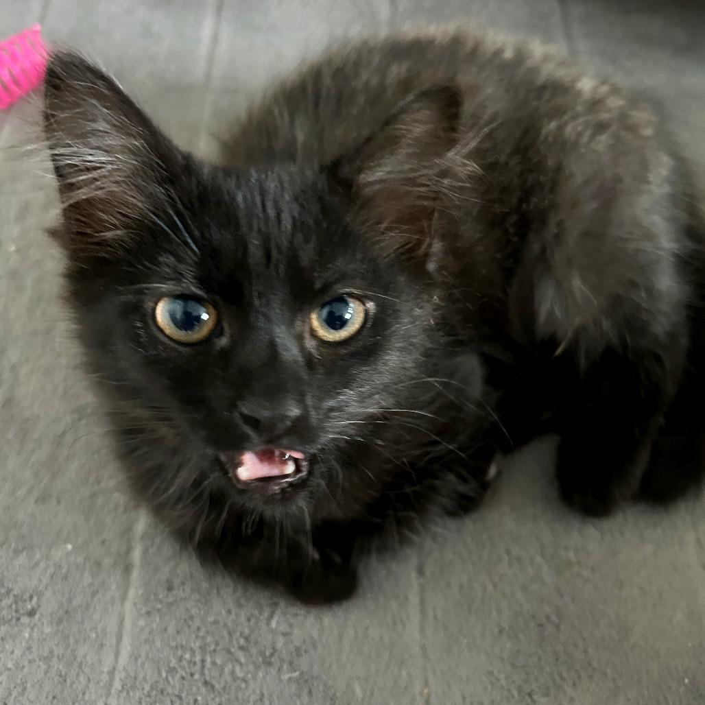 Spock, a Adoptable mixed breed in Woodinville, WA image 3/3