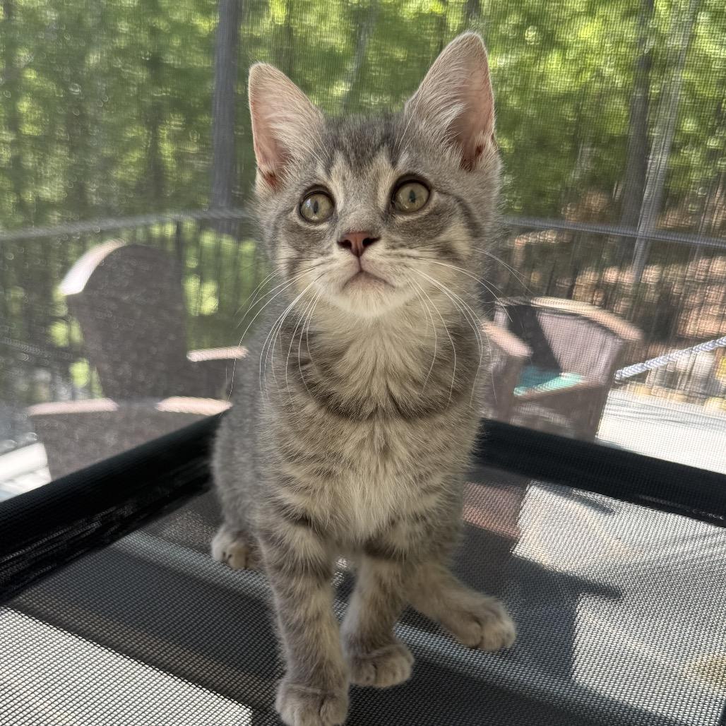 Enlarge Blizzard, a Adoptable Domestic Short Hair in Chapel Hill, NC image 2/2