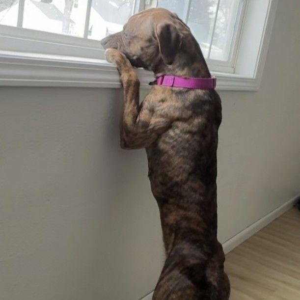 Moonwalk — thumbnail 3