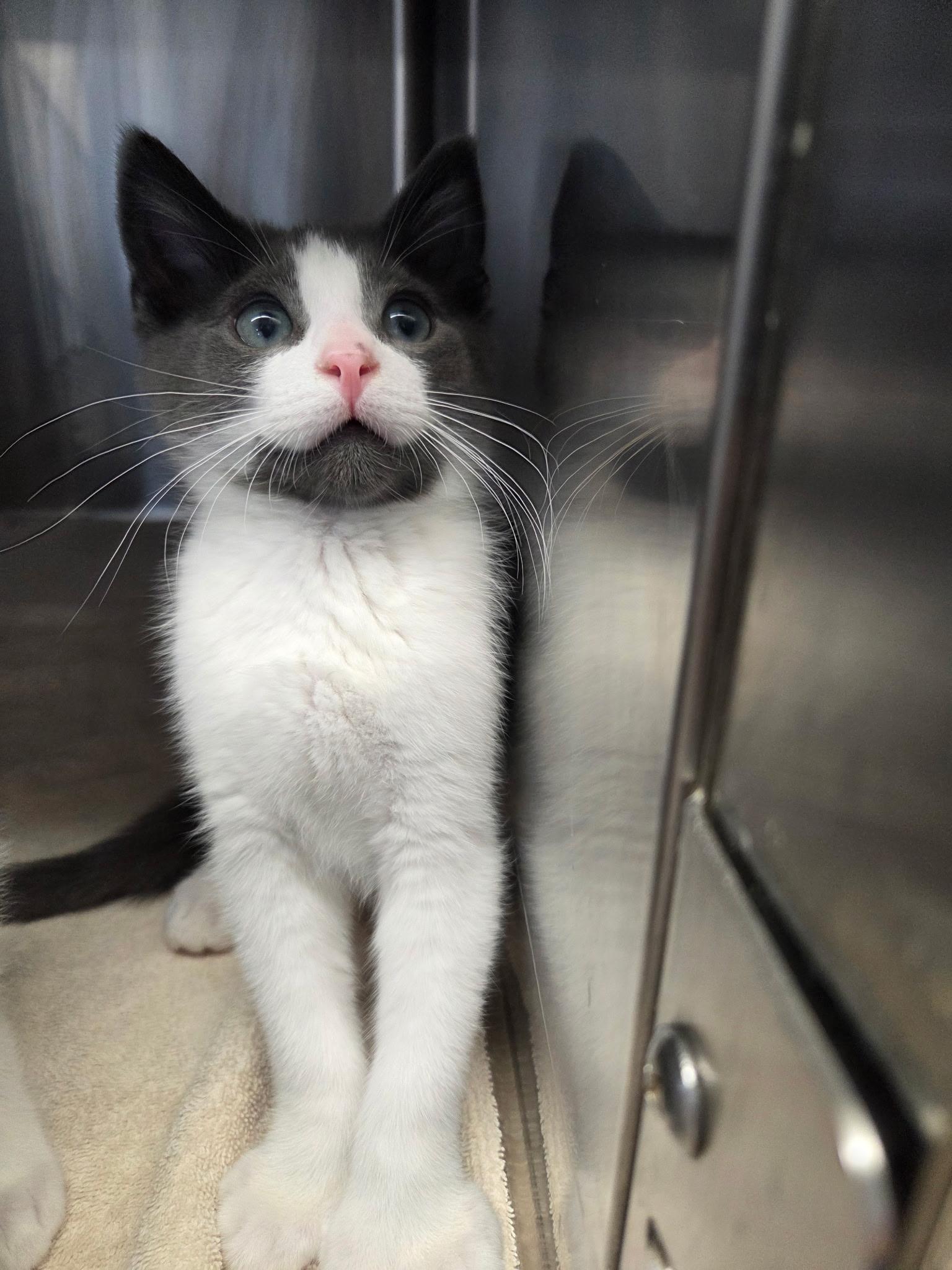 Enlarge Toebias, an adopted Domestic Short Hair in Warwick, RI image 2/2