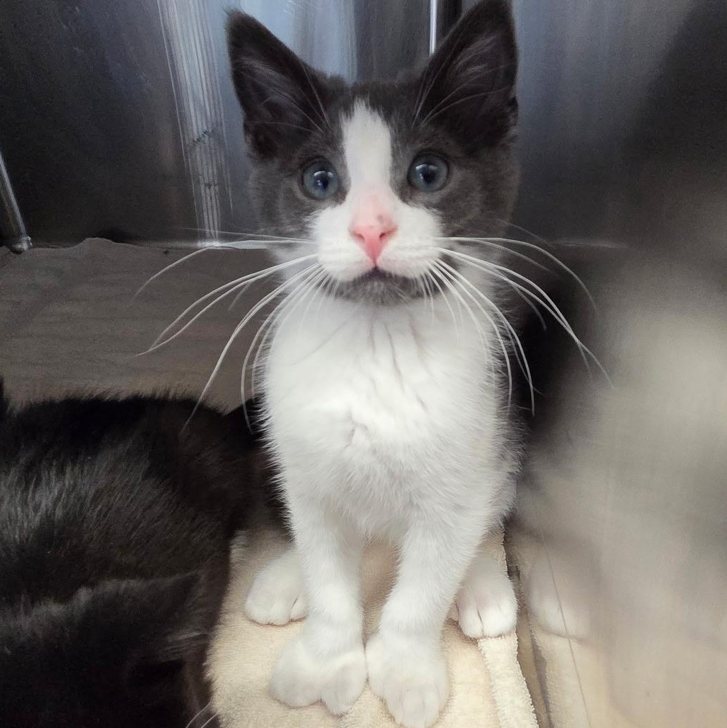 Enlarge Toebias, an adopted Domestic Short Hair in Warwick, RI image 1/2