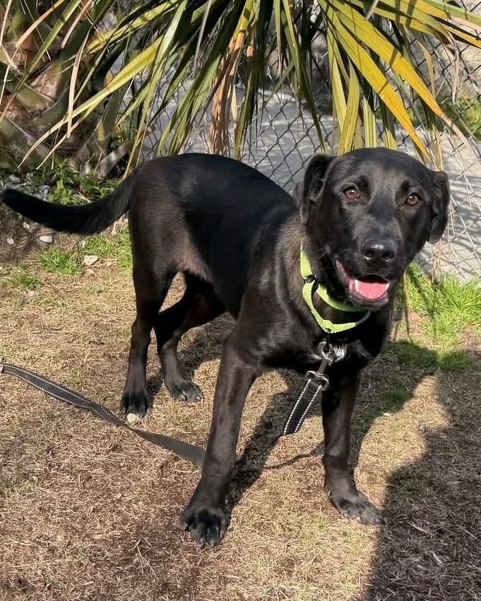 Enlarge Sweet, a ADOPTABLE mixed breed in South Kingstown, RI image 1/1
