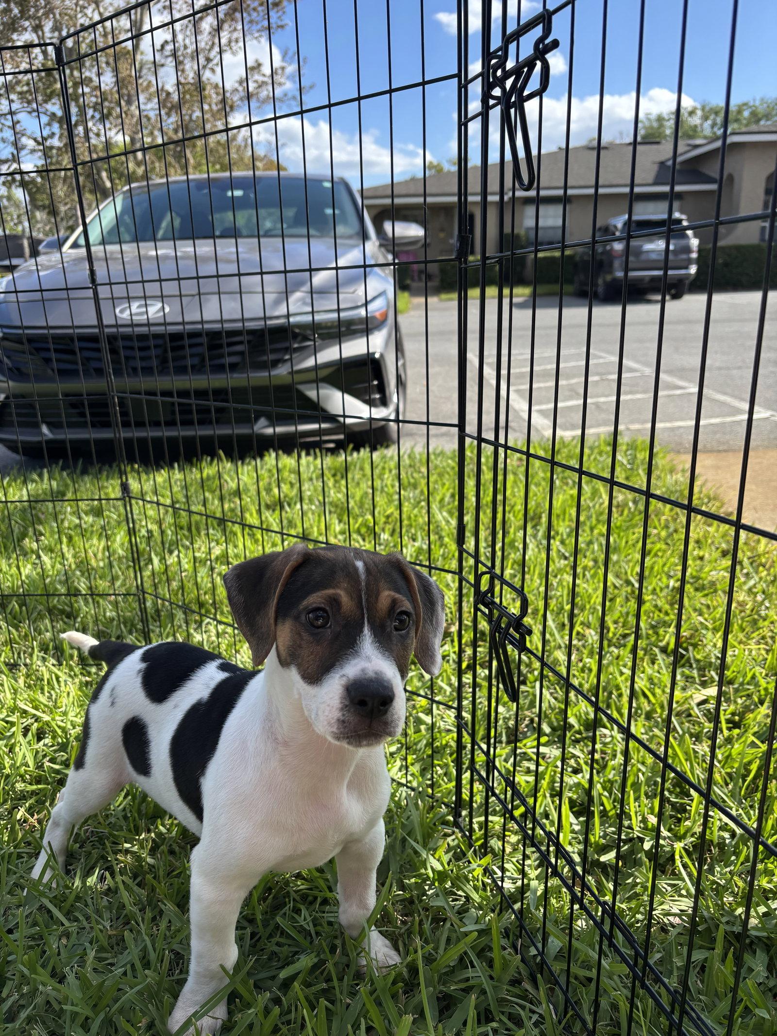Freddie, Adoptable, Puppy Male Beagle.
