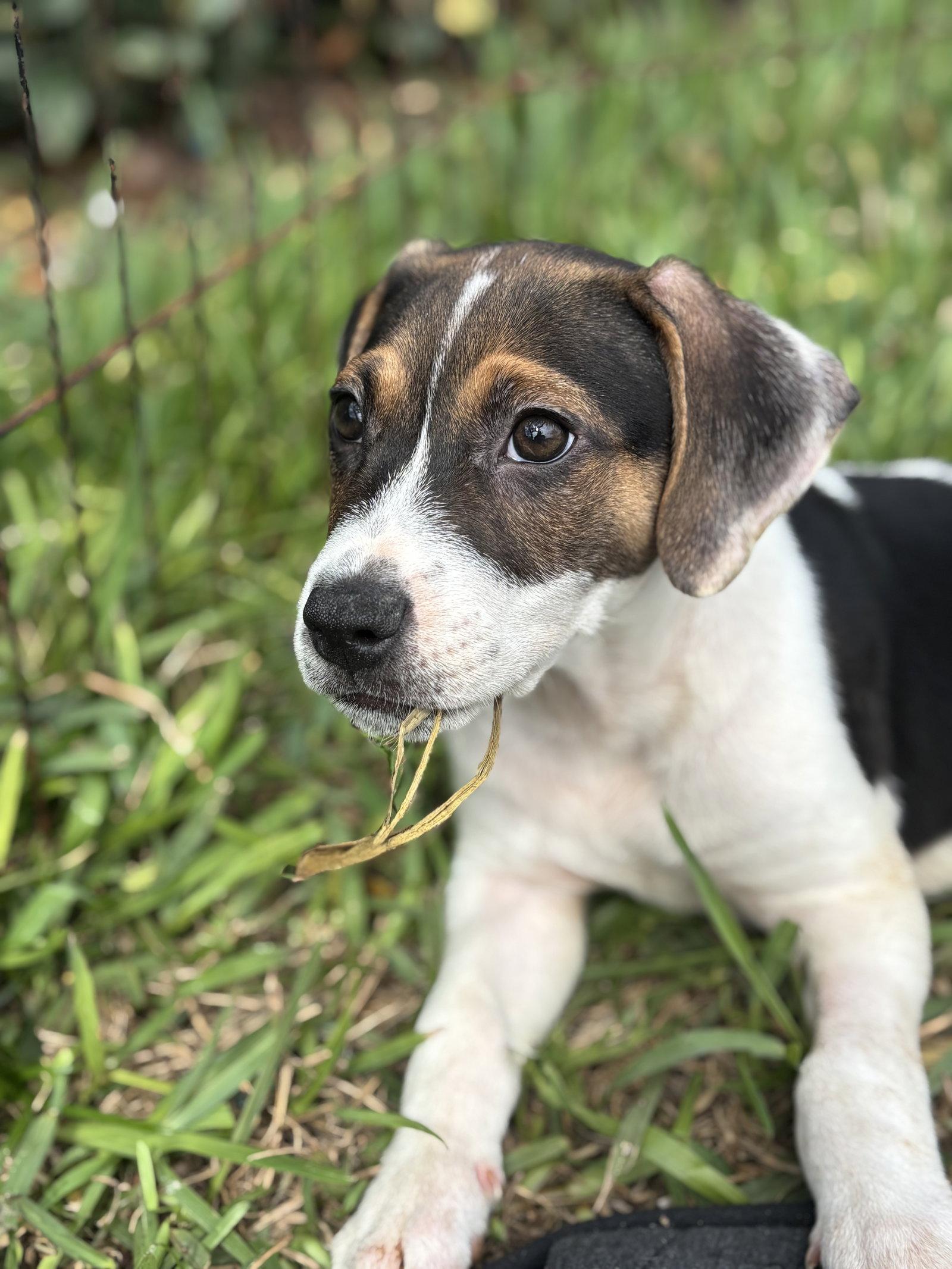 Enlarge Freddie, a Adoptable Beagle in Sanford, FL image 2/3
