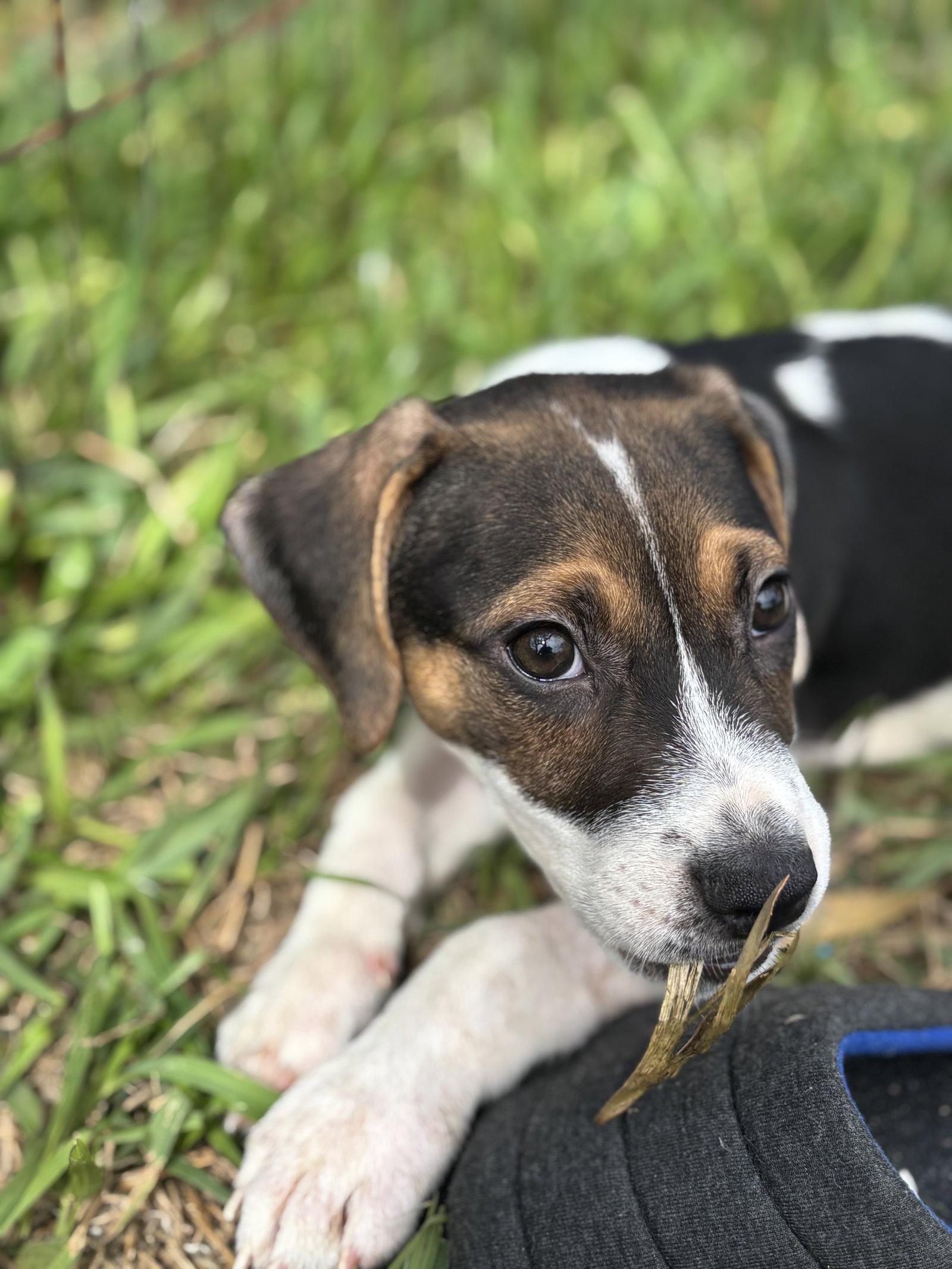 Enlarge Freddie, a Adoptable Beagle in Sanford, FL image 3/3