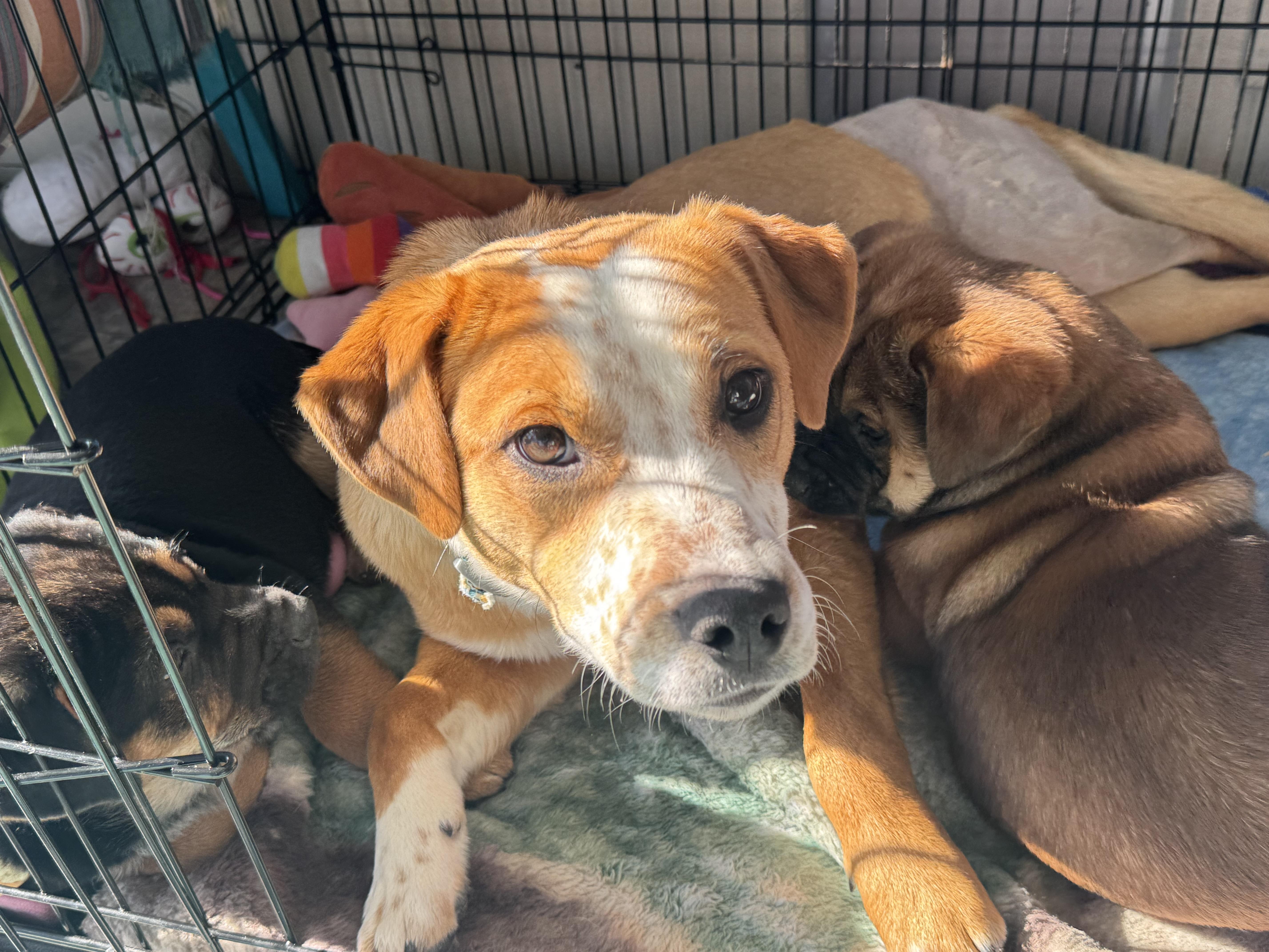 Enlarge Dixie , an adopted mixed breed in Denver, CO image 1/5