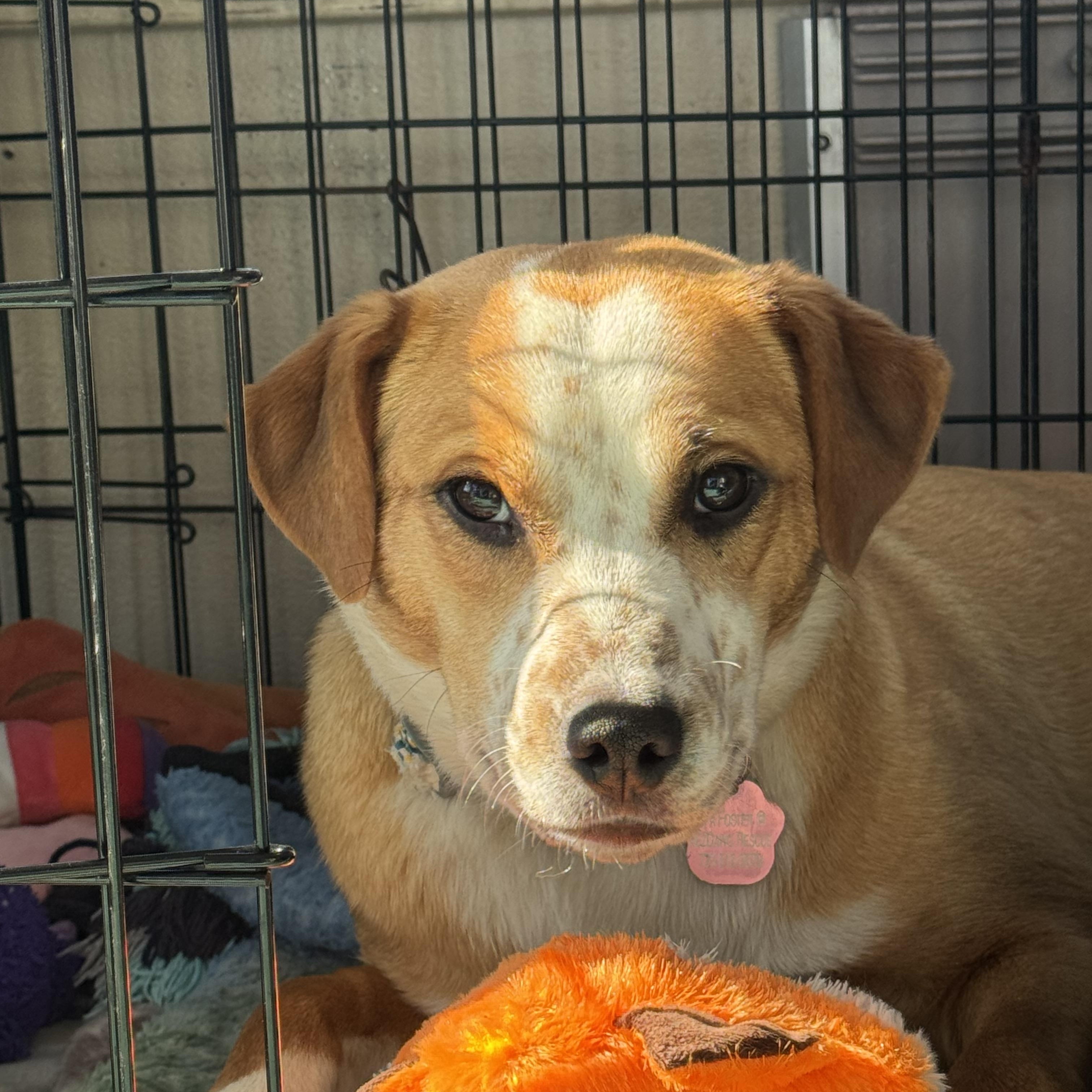 Enlarge Dixie , an adopted mixed breed in Denver, CO image 5/5