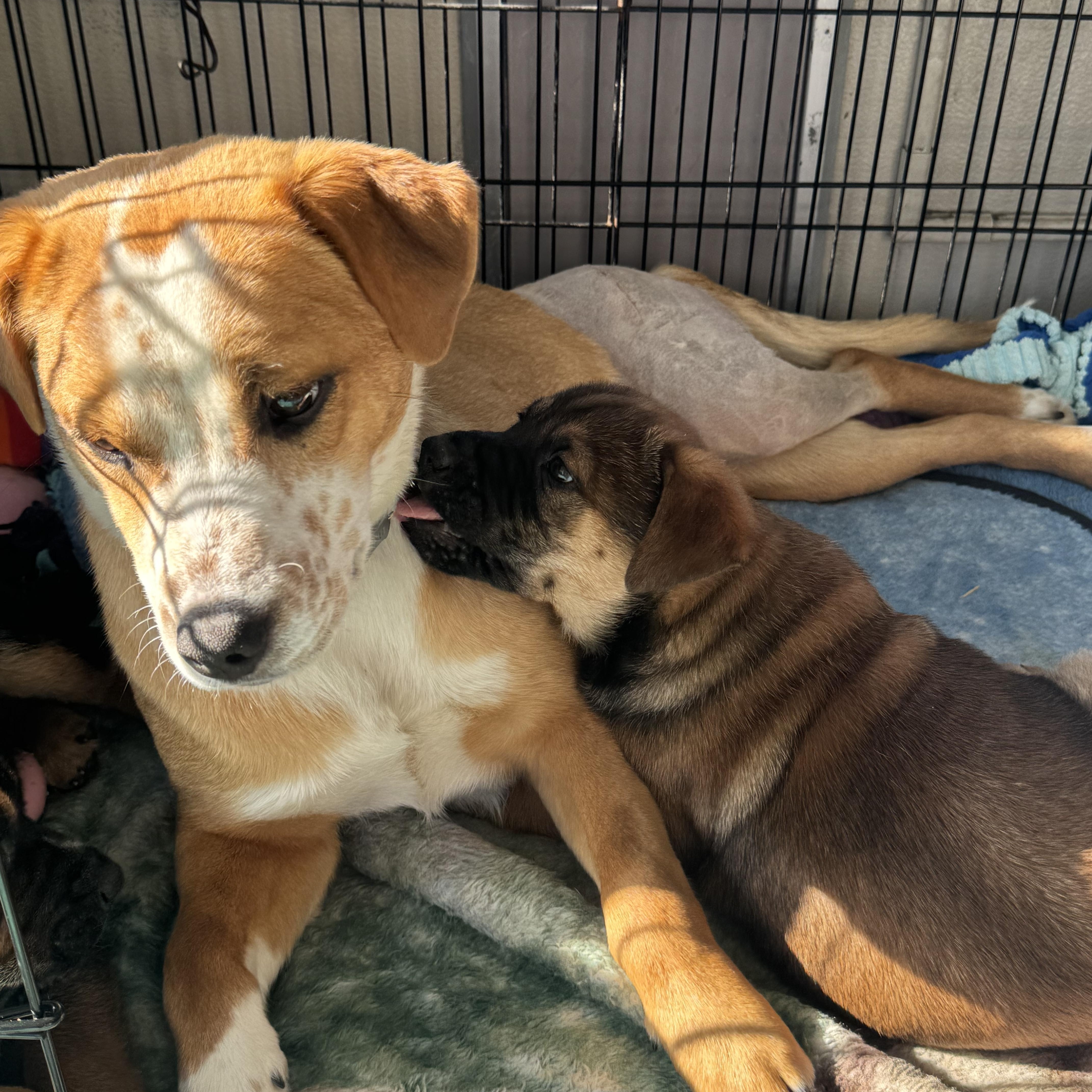 Enlarge Dixie , an adopted mixed breed in Denver, CO image 2/5