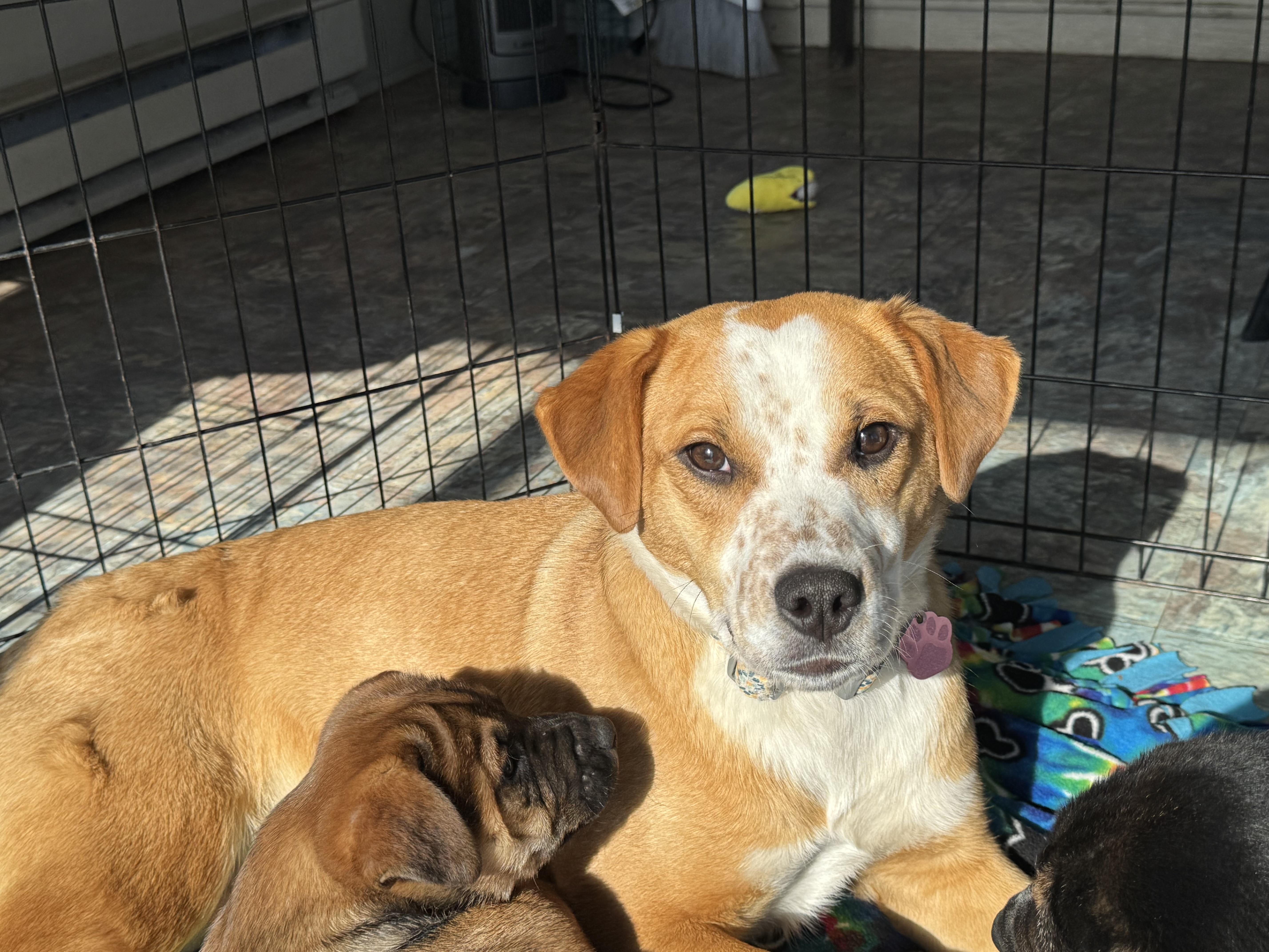 Enlarge Dixie , an adopted mixed breed in Denver, CO image 4/5