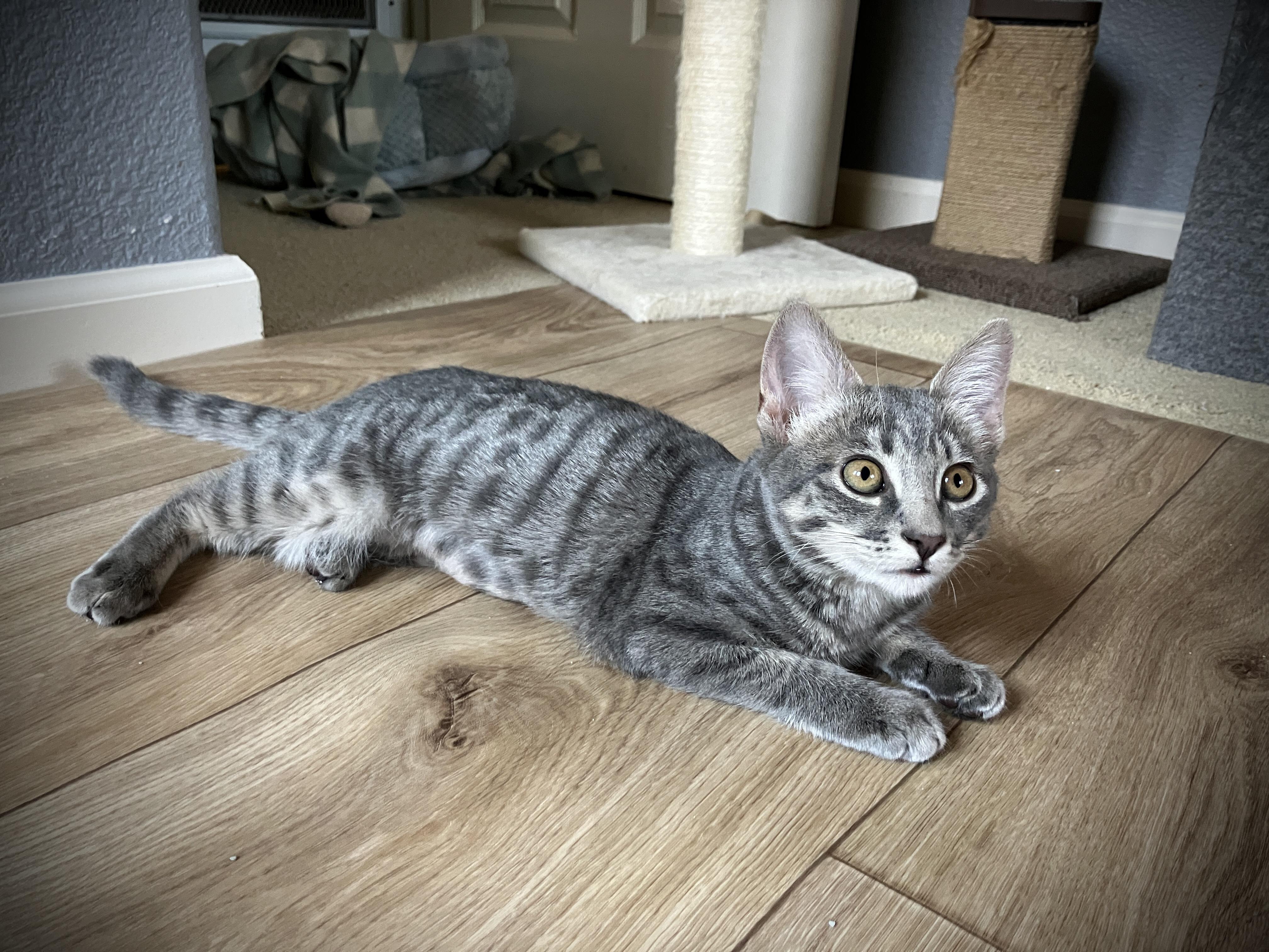 Ojo, a Adoptable Tabby in Tracy, CA image 1/6