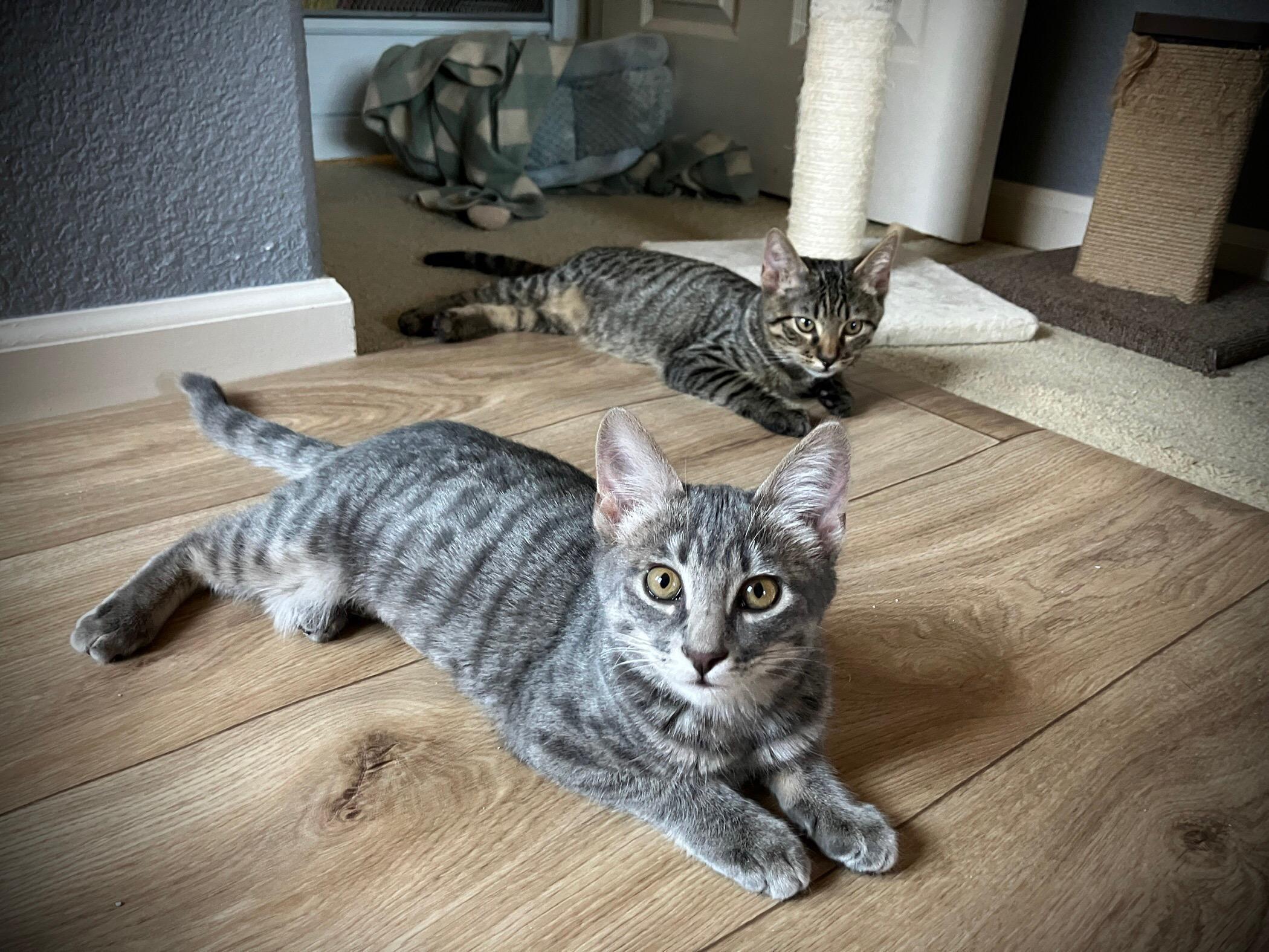 Ojo, a Adoptable Tabby in Tracy, CA image 2/6