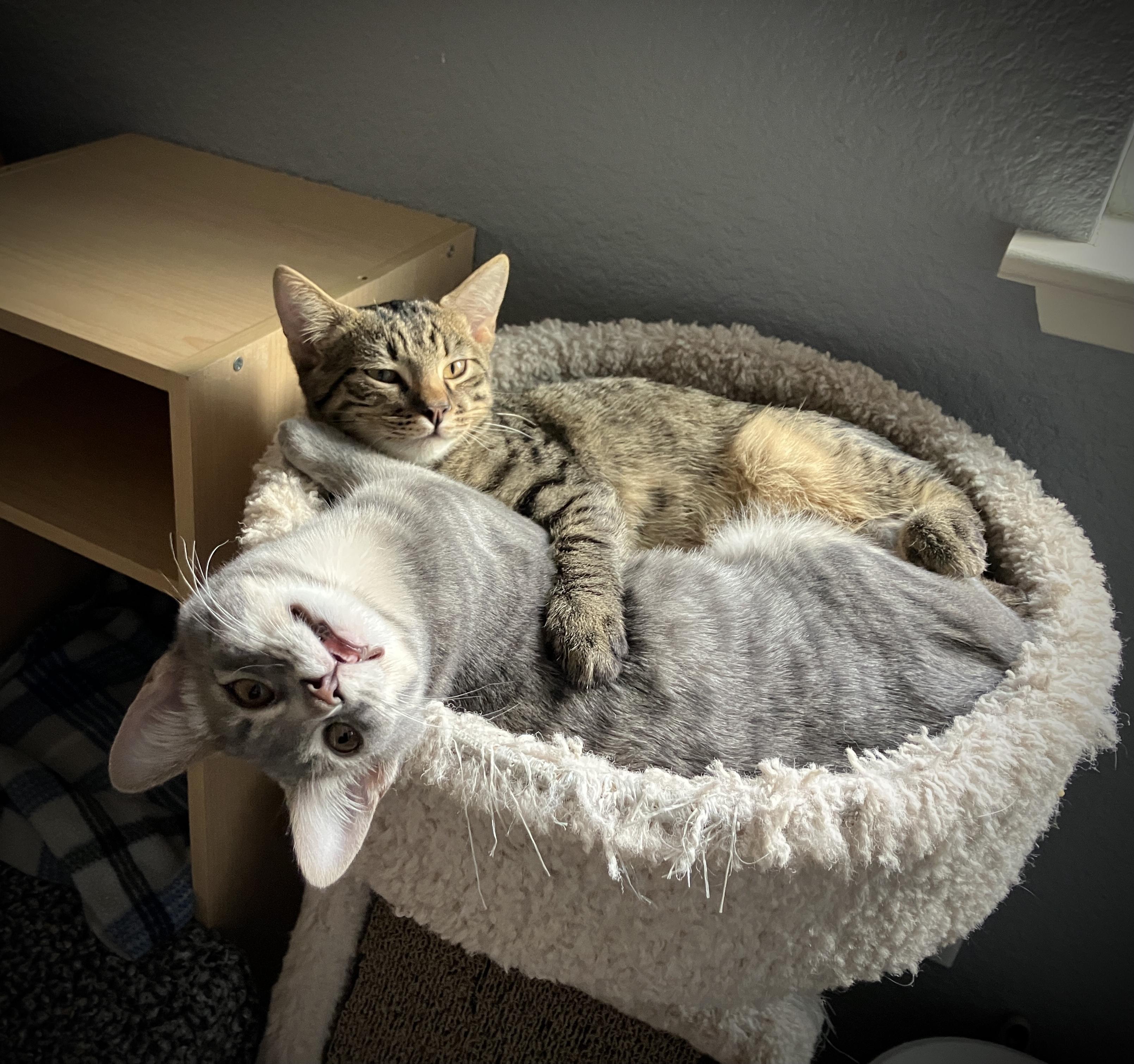 Ojo, a Adoptable Tabby in Tracy, CA image 3/6