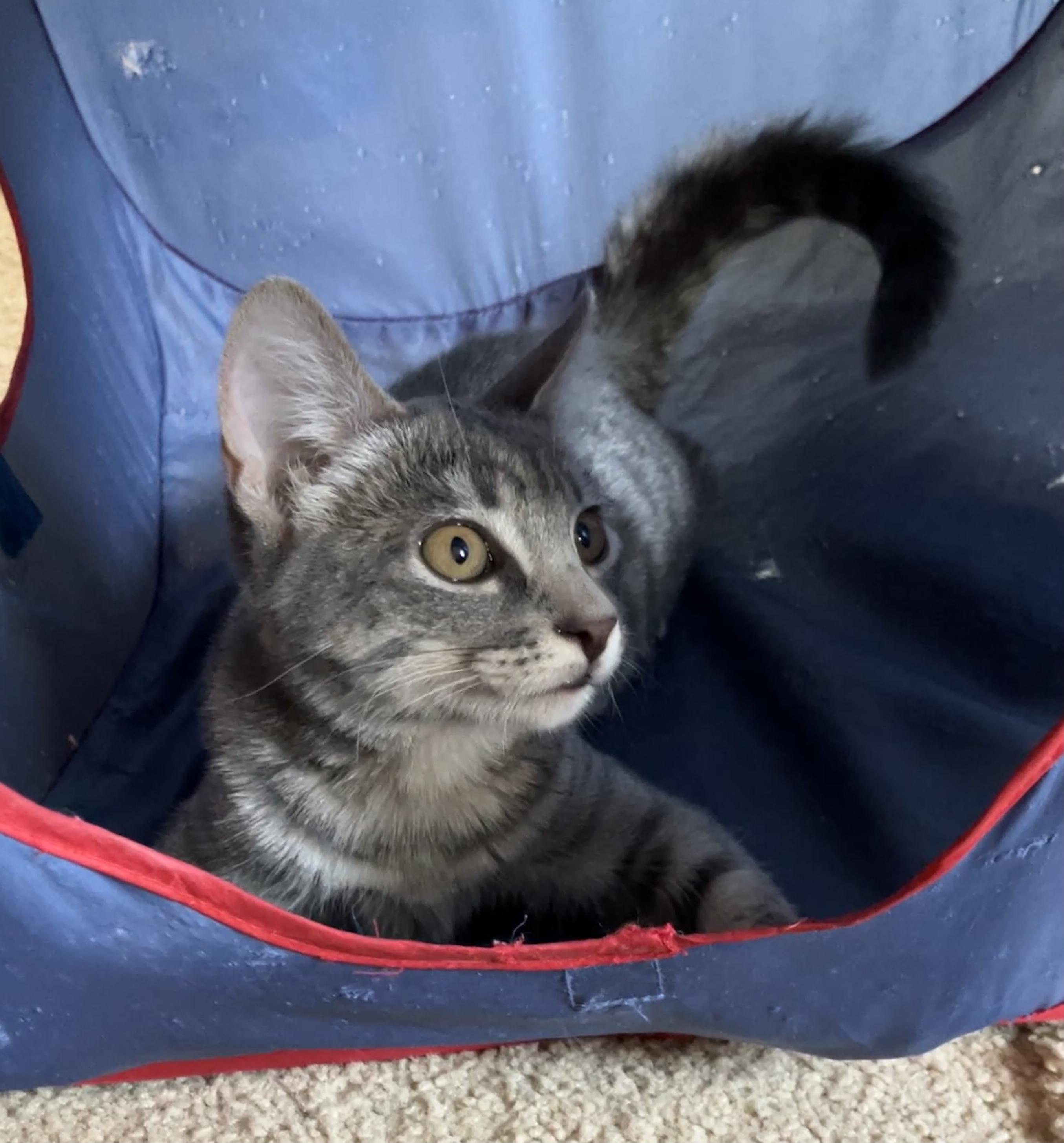 Ojo, a Adoptable Tabby in Tracy, CA image 4/6