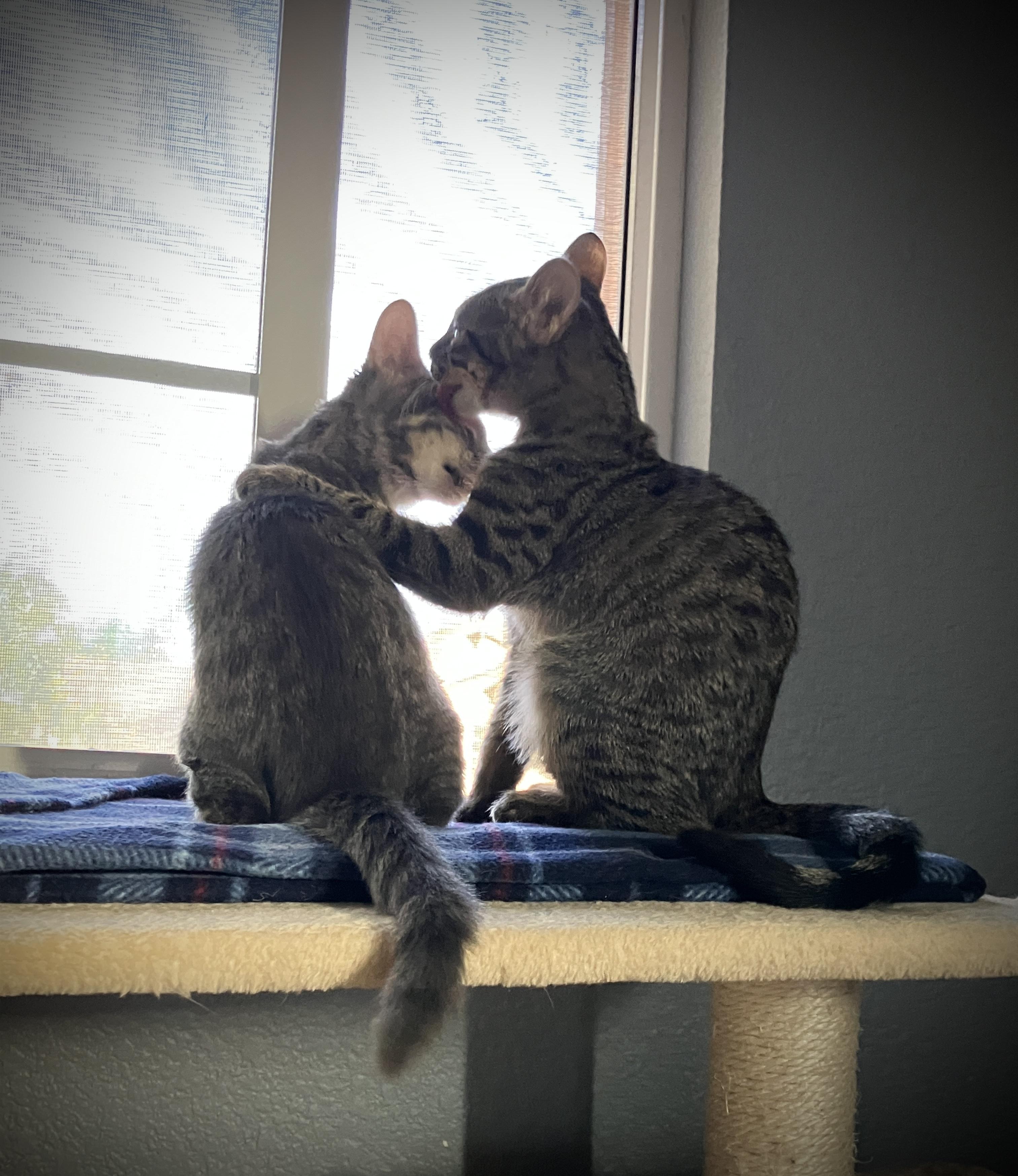 Ojo, a Adoptable Tabby in Tracy, CA image 5/6